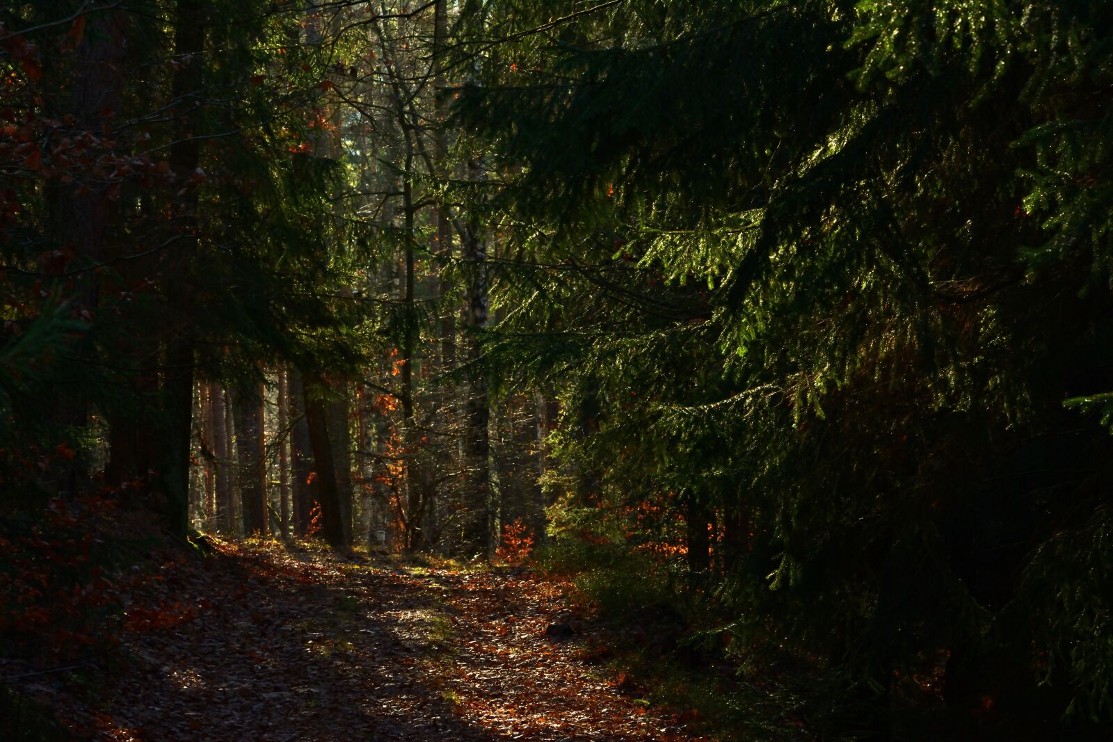 Nikon D5200 sample photo. Forest, nature, mystical photography