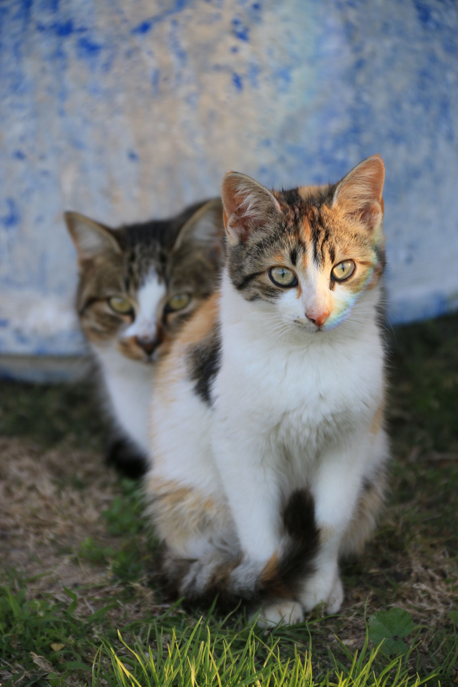 Canon EF-S 18-135mm F3.5-5.6 IS sample photo. Cat, animal, animal portrait photography