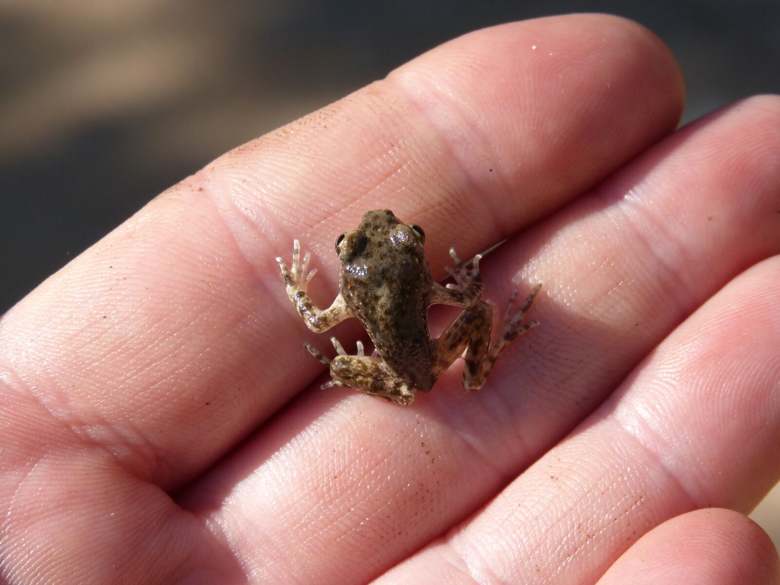 Panasonic DMC-FZ62 sample photo. Frog, lower case, hand photography