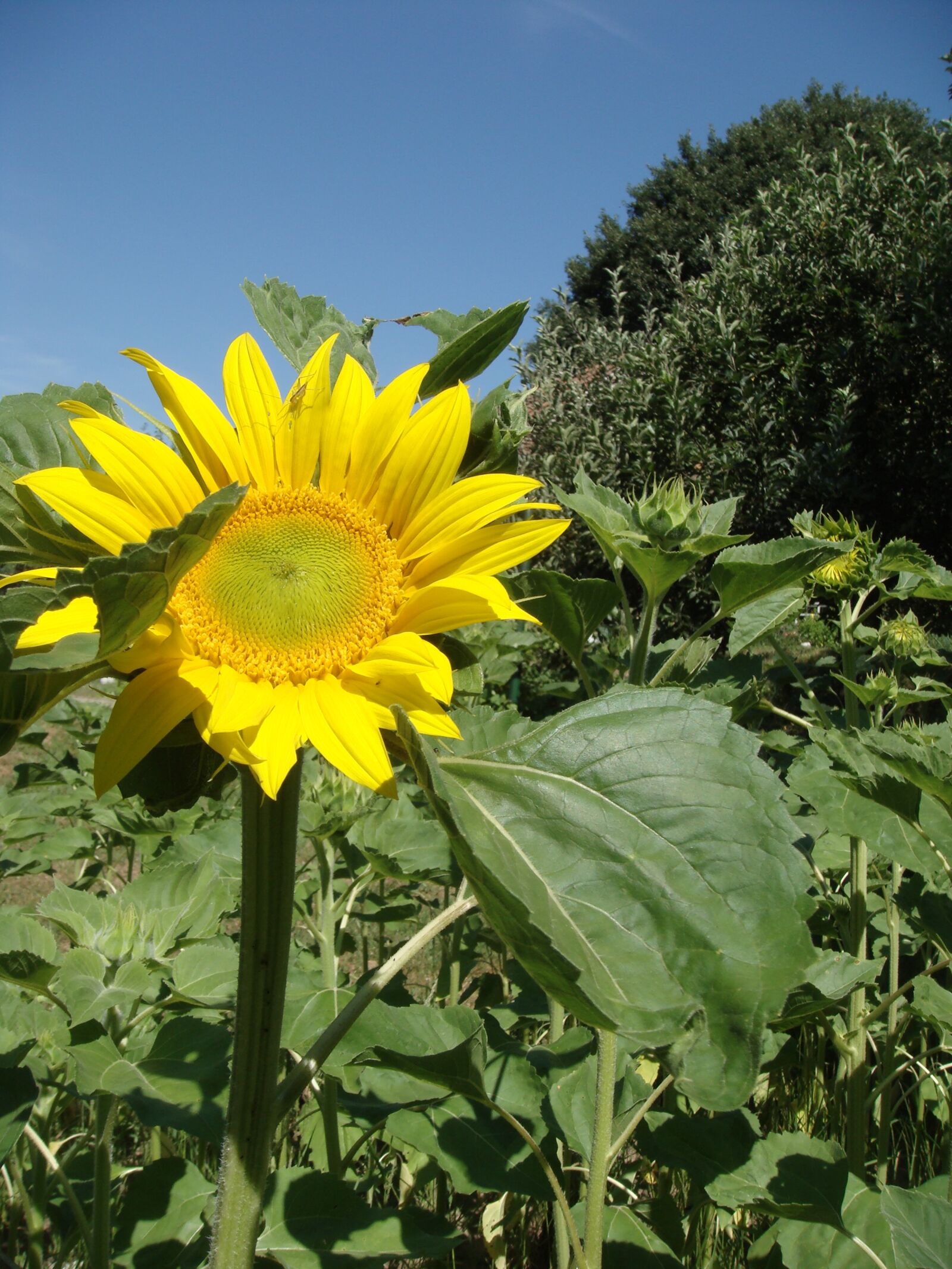 Sony DSC-T100 sample photo. Flower, sunflower, yellow photography