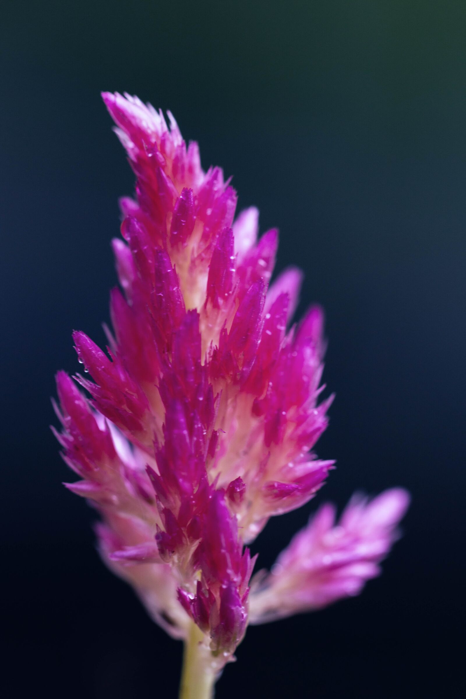 Canon EF 100mm F2.8L Macro IS USM sample photo. Flower, lockscreen wallpaper, petals photography