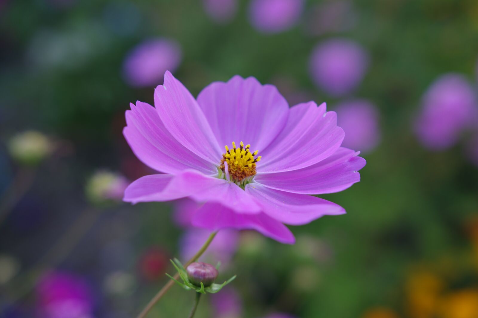 Pentax K-3 sample photo. Cosmea, flower, blossom photography