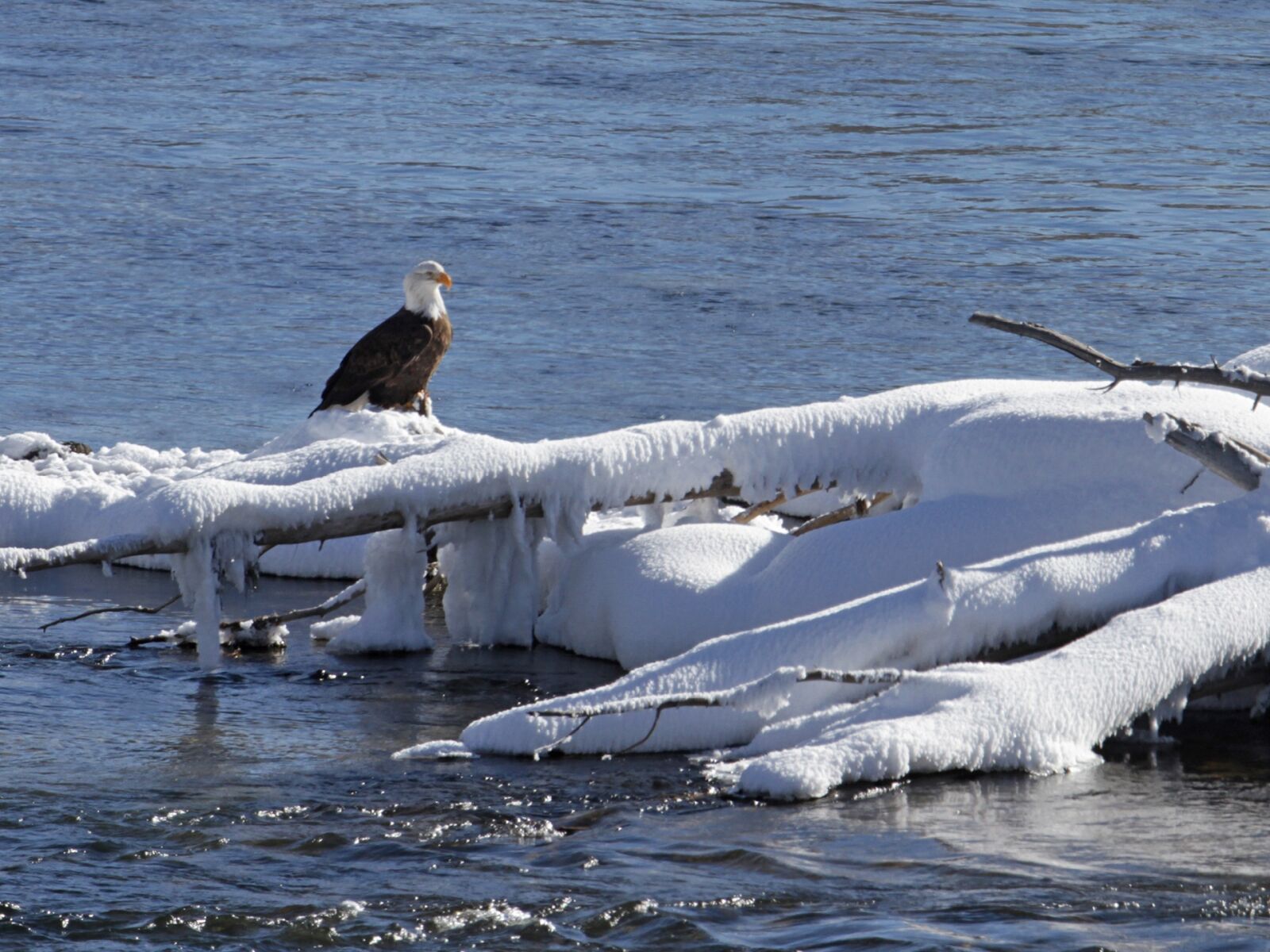 Canon EOS 7D sample photo. Bald eagle, eagle, bald photography