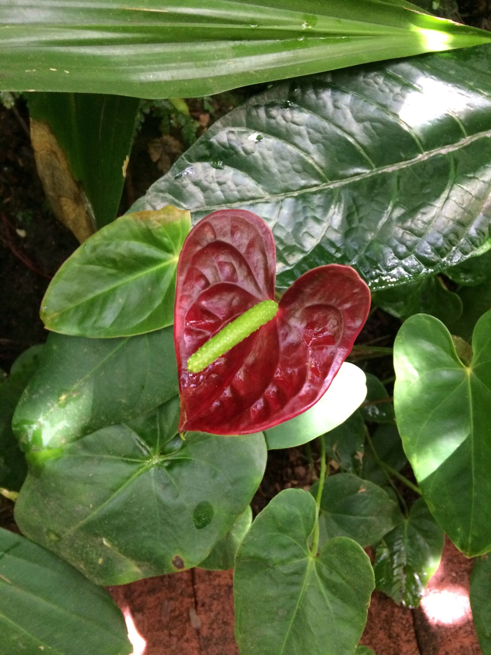 iPhone 5s back camera 4.15mm f/2.2 sample photo. Red, peace lily, heart photography