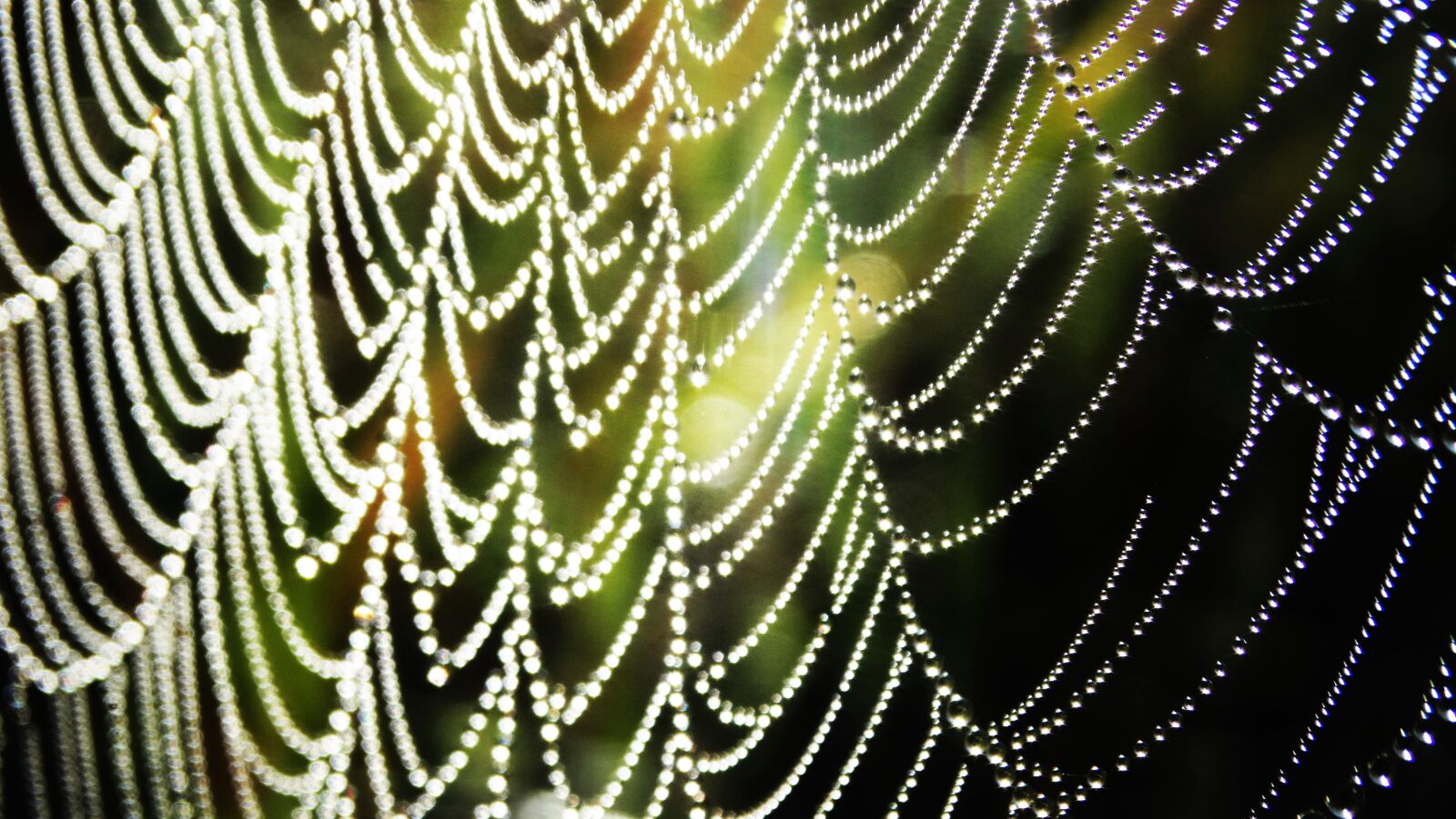 Sony Cyber-shot DSC-HX300 sample photo. Raindrop, morning, drip photography