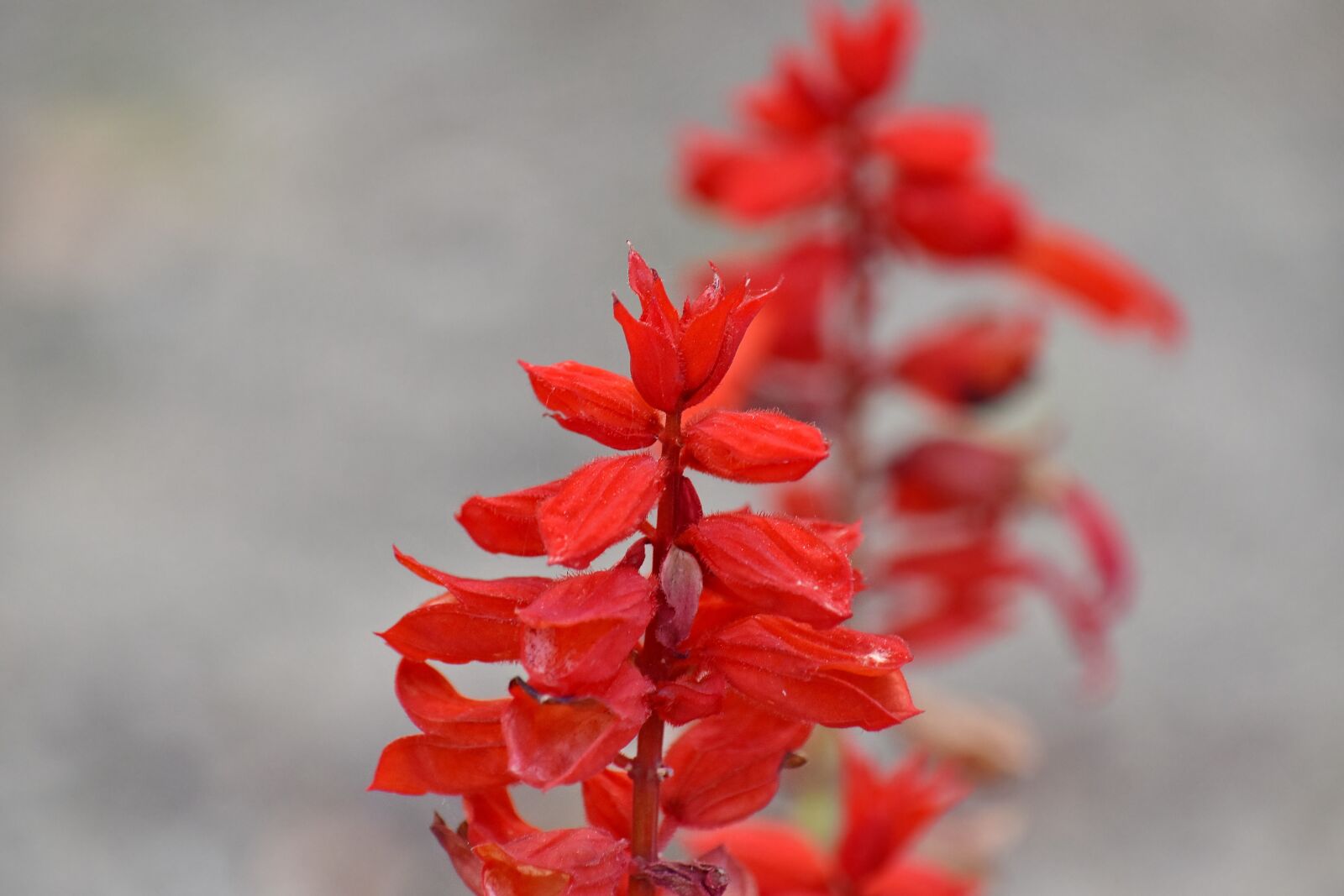 Nikon D5500 sample photo. Flower garden, focus, petals photography