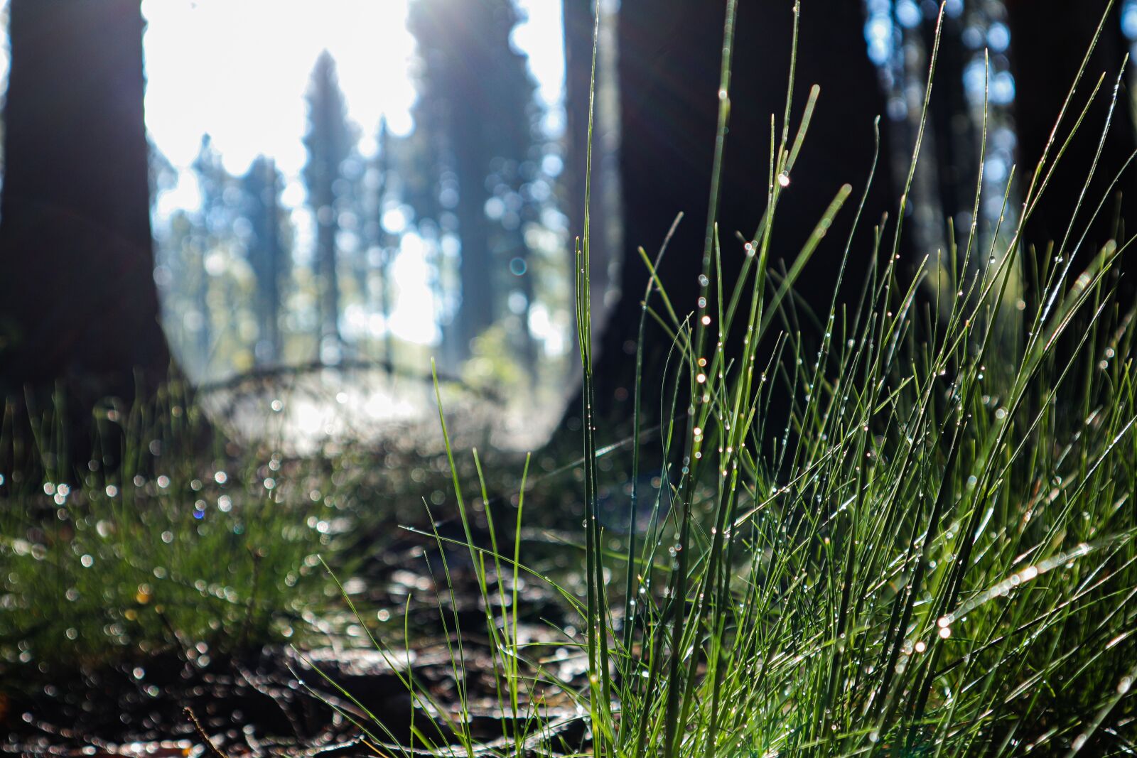 Canon EOS M50 (EOS Kiss M) sample photo. Morning haze, nature, wood photography