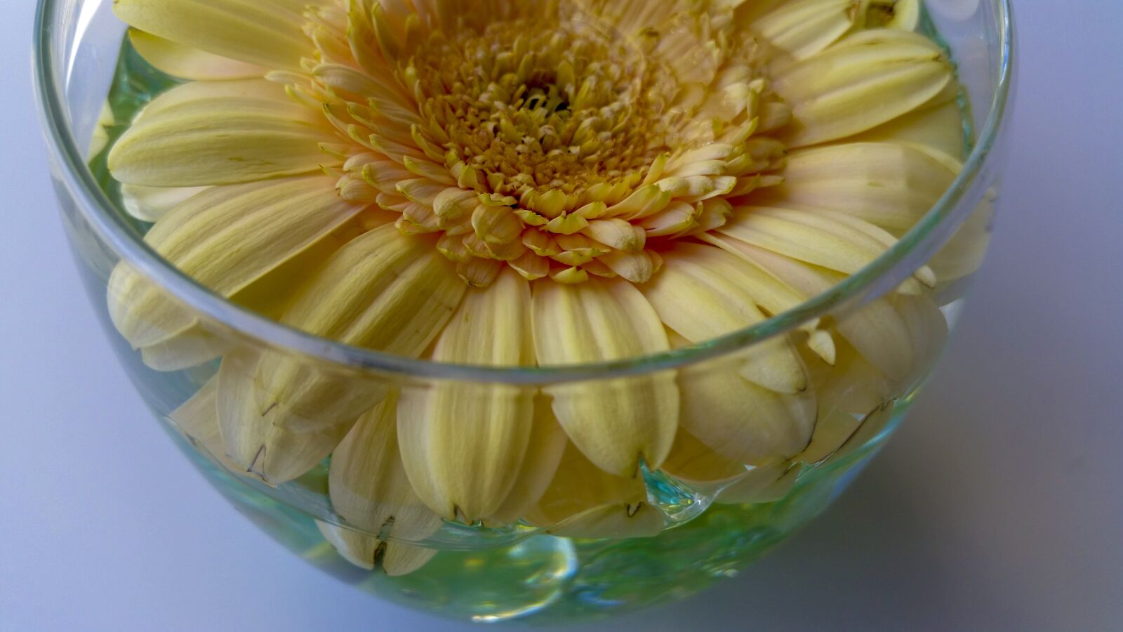 Samsung Galaxy S5 sample photo. Flower, vase, decoration photography
