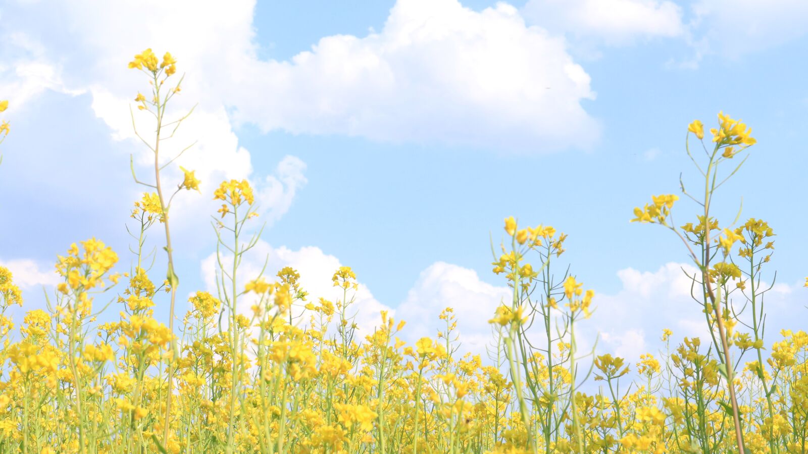 Canon EOS M10 sample photo. Rape flowers, flowers, yellow photography