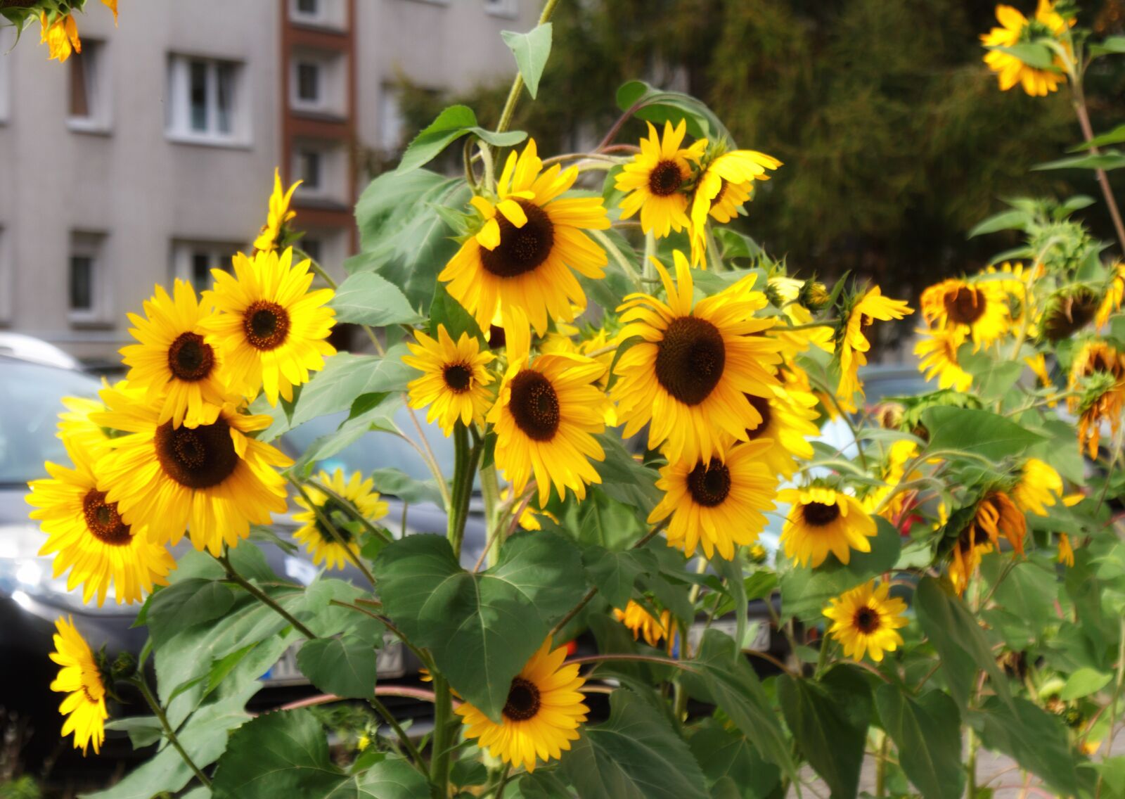 Canon EOS 7D sample photo. Sunflower, garden photography