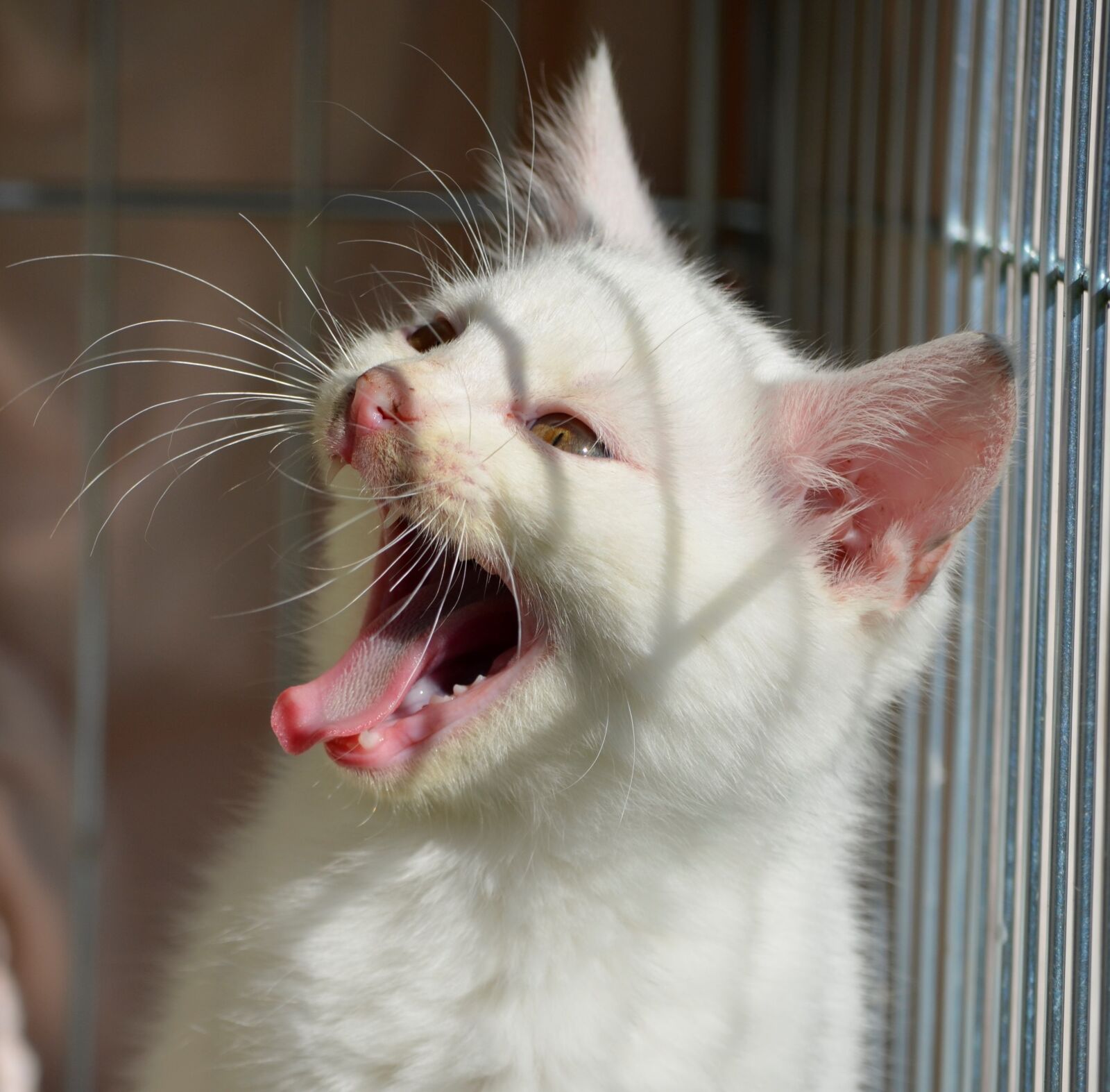 Nikon D5100 sample photo. Cry, scream, kitten photography