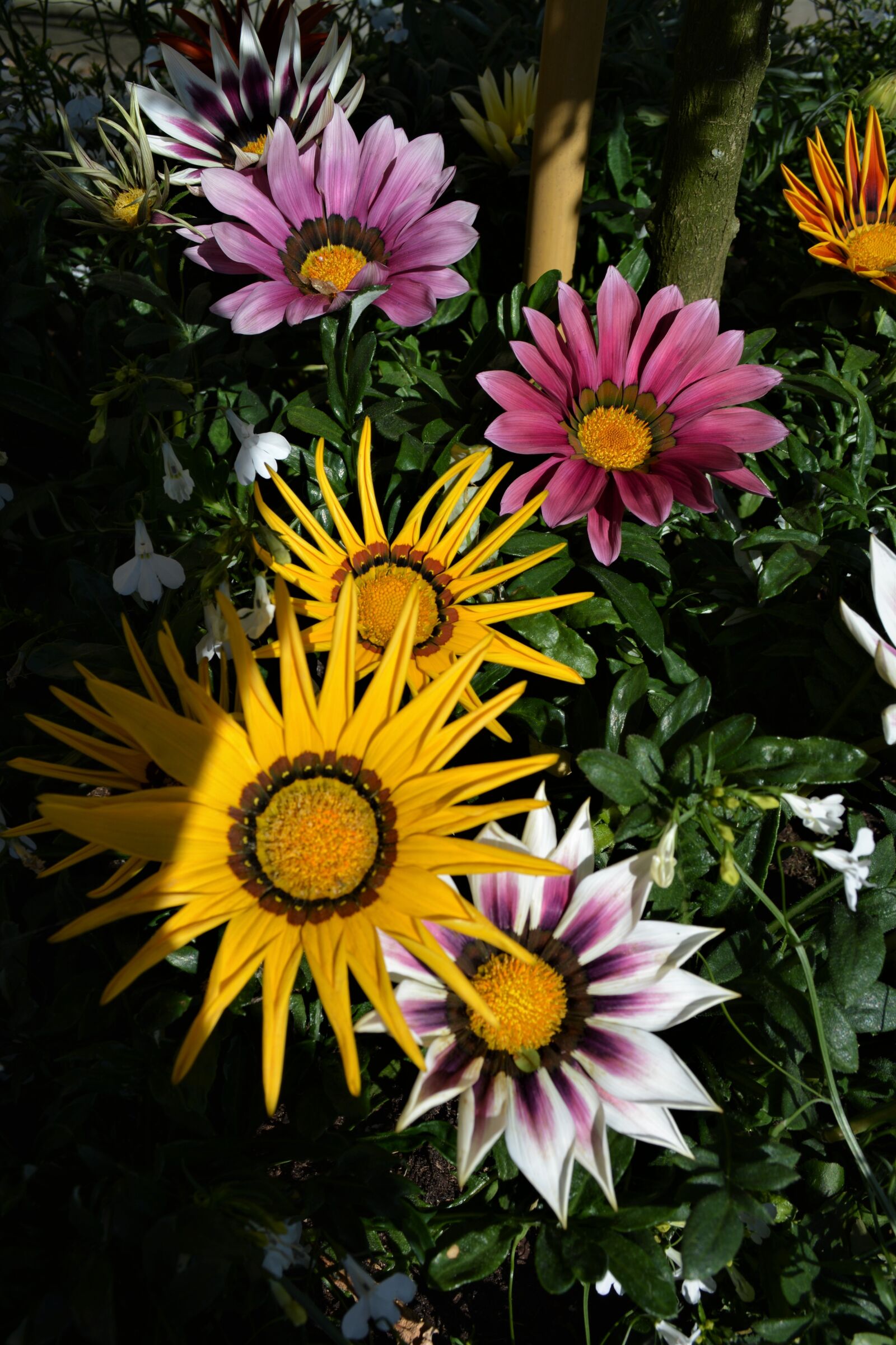 Nikon D5200 sample photo. Flowers, yellow flowers, flower photography