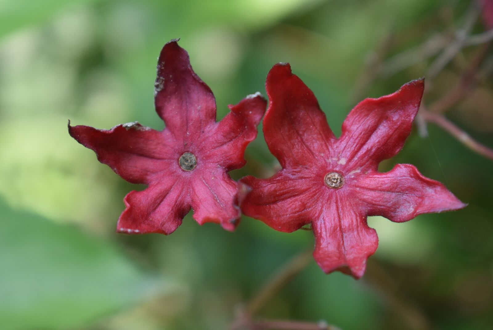 Nikon D3400 sample photo. Flower summer, nature, red photography