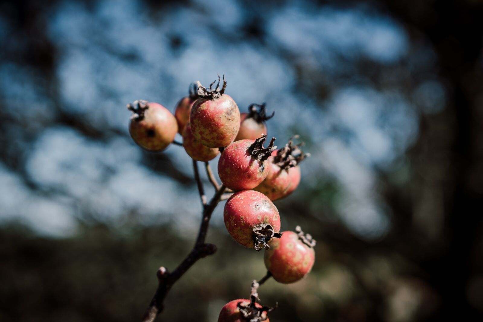 Nikon D5600 sample photo. Fruit, red, orange photography