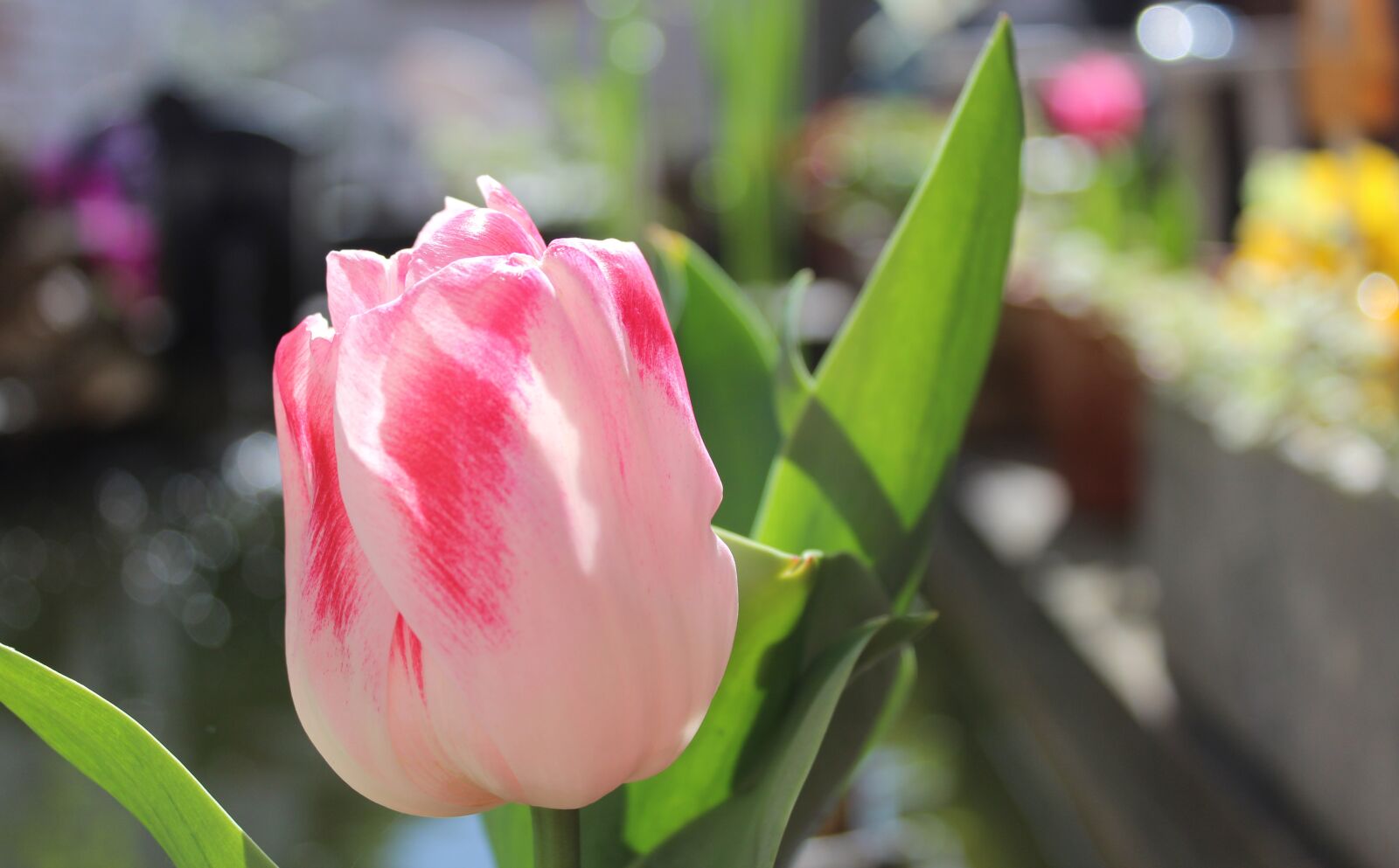Canon EOS 1300D (EOS Rebel T6 / EOS Kiss X80) sample photo. Flower, nature, beautiful photography
