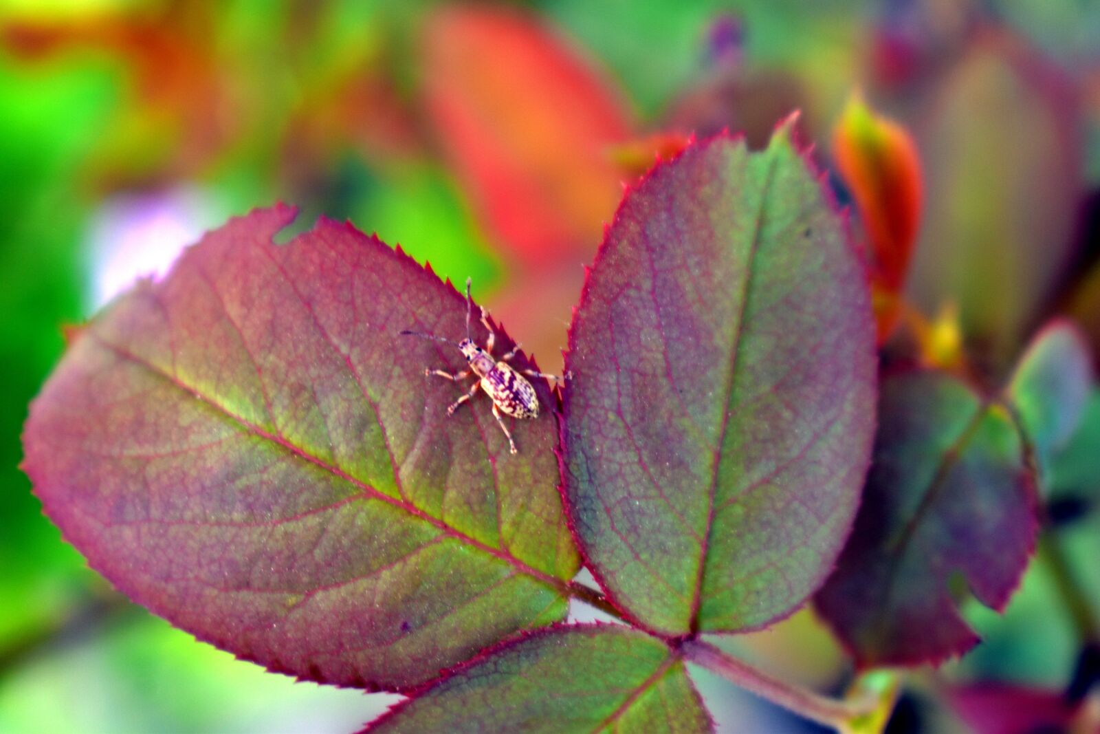 Nikon D5600 sample photo. Bug, leaf eater, rose photography