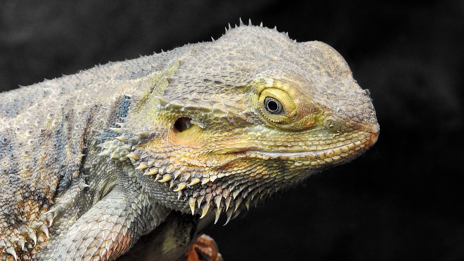 Nikon Coolpix P900 sample photo. Bearded dragon, portrait, head photography