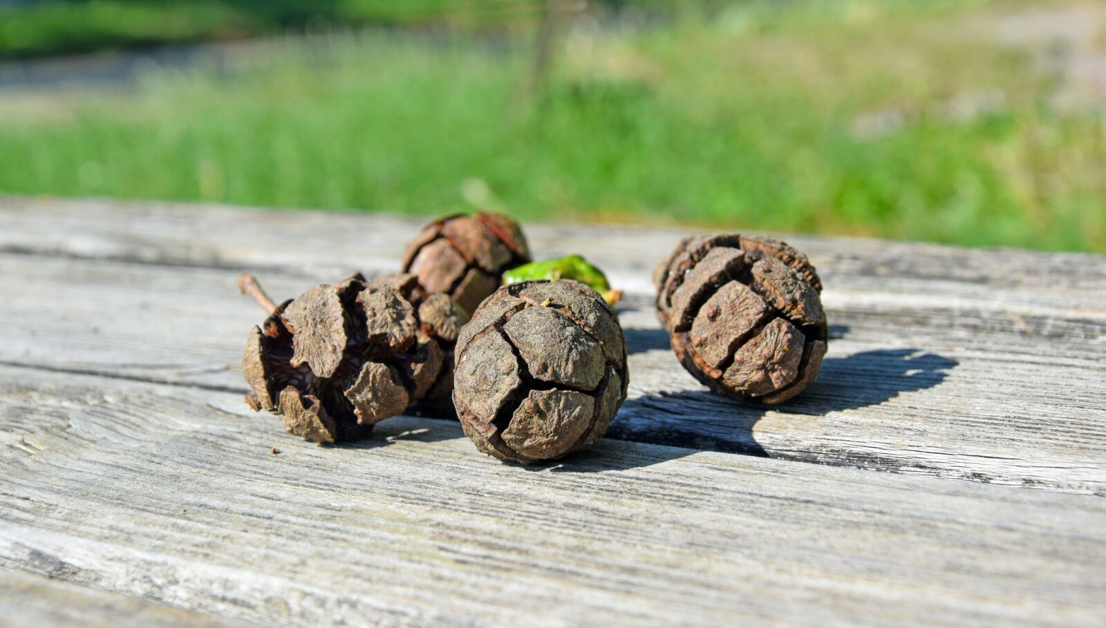 Nikon D3300 sample photo. Pine cones, nature, bench photography