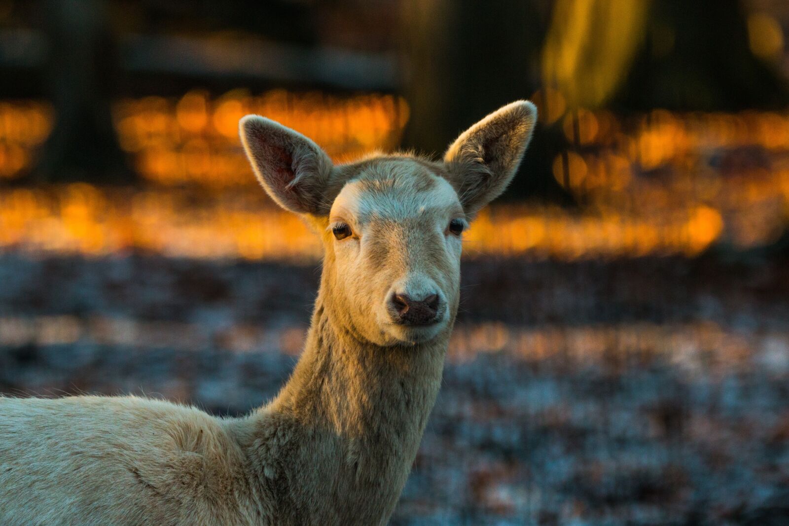 150-600mm F5-6.3 DG OS HSM | Contemporary 015 sample photo. Roe deer, hirsch, red photography