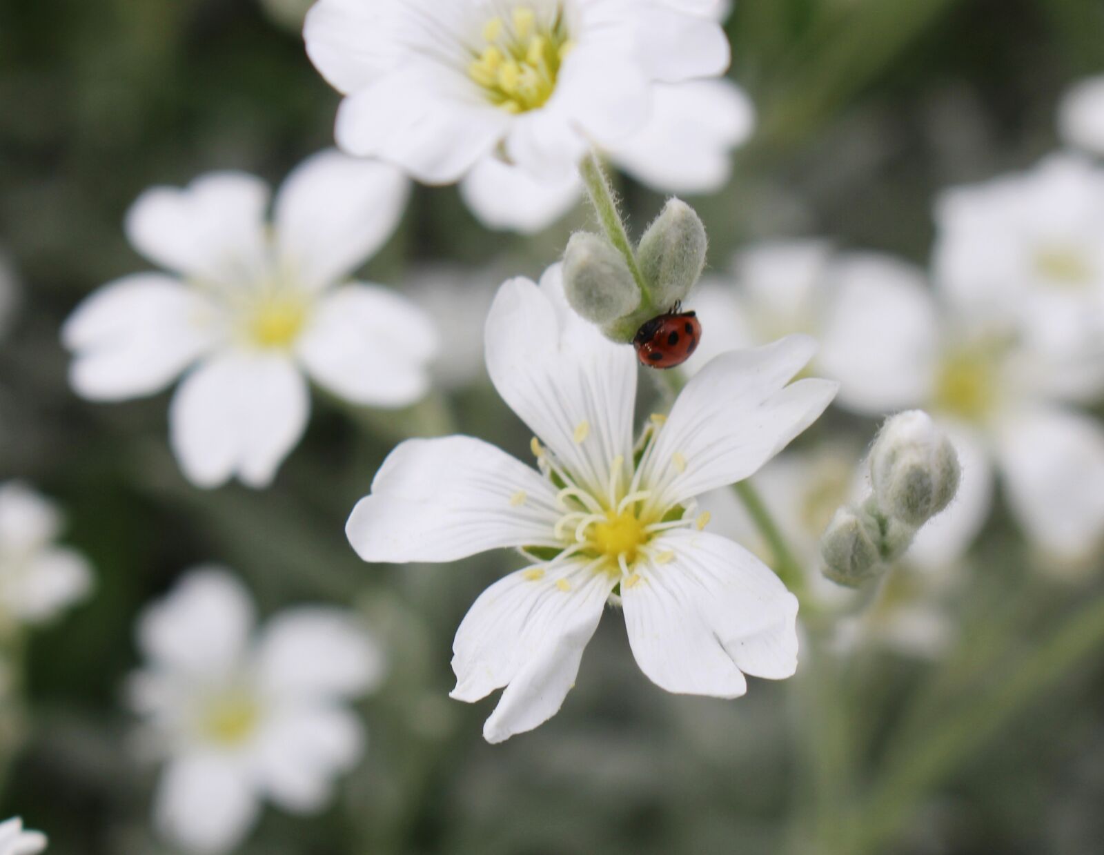 Canon EOS 700D (EOS Rebel T5i / EOS Kiss X7i) sample photo. Ladybug, blossom, bloom photography