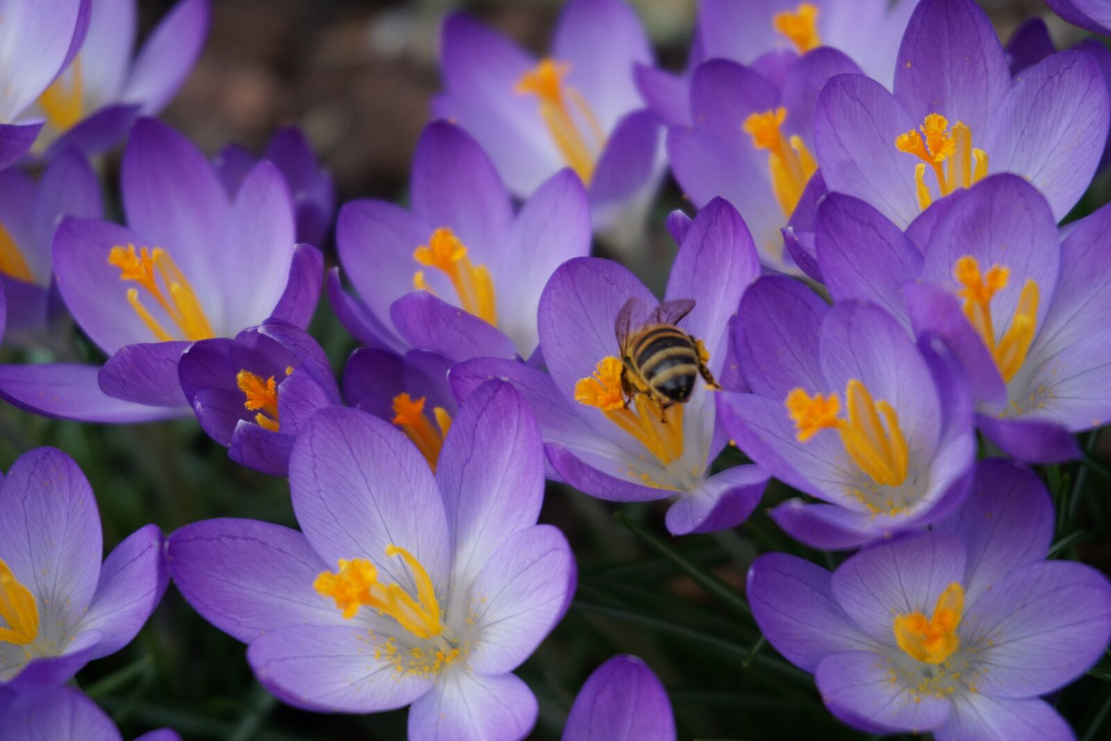 Sony a6000 sample photo. Flowers, nature, close up photography