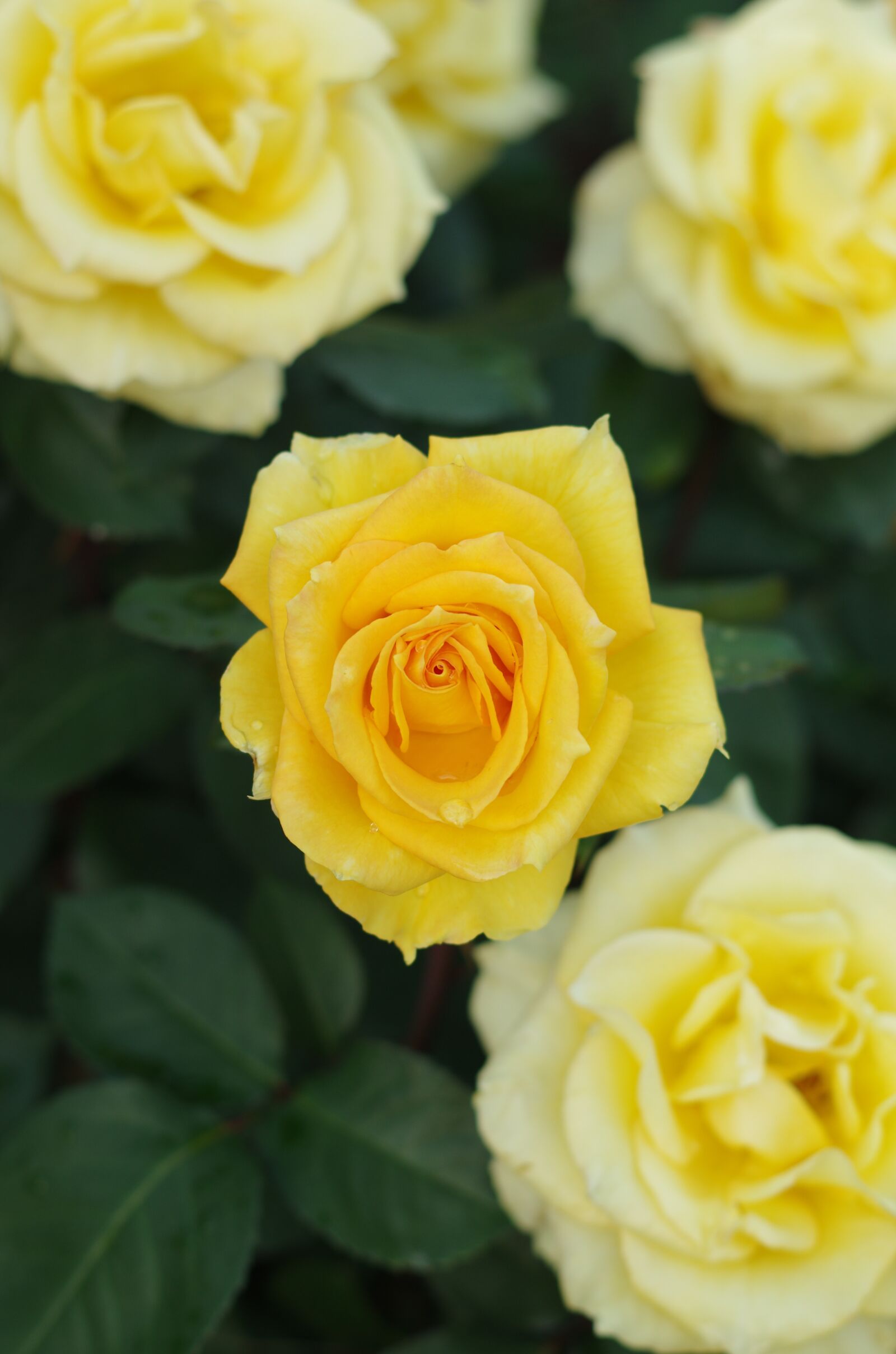 Pentax K-5 sample photo. Rose, flowers, petal photography