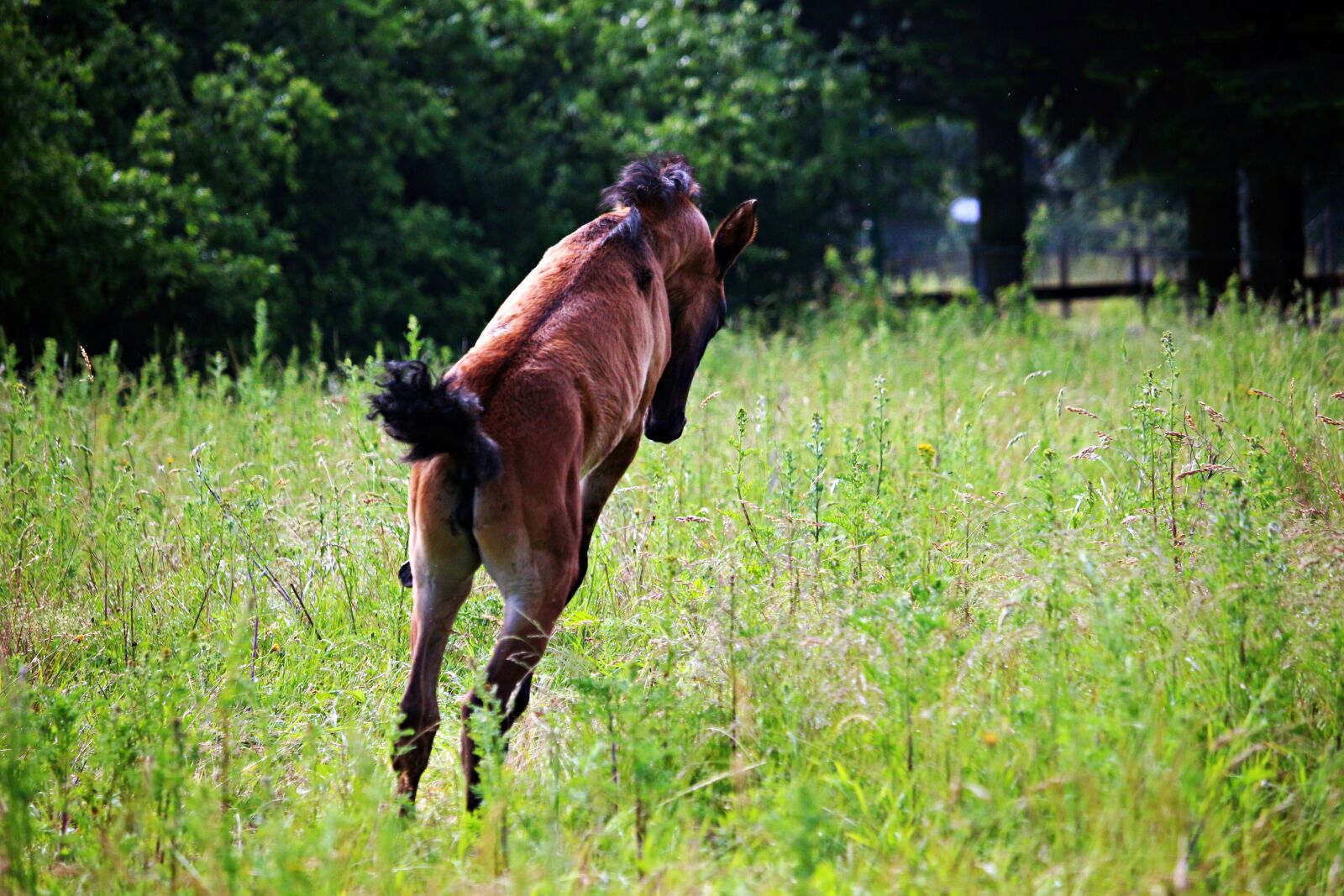 Canon EOS 100D (EOS Rebel SL1 / EOS Kiss X7) sample photo. Horse, foal, thoroughbred arabian photography