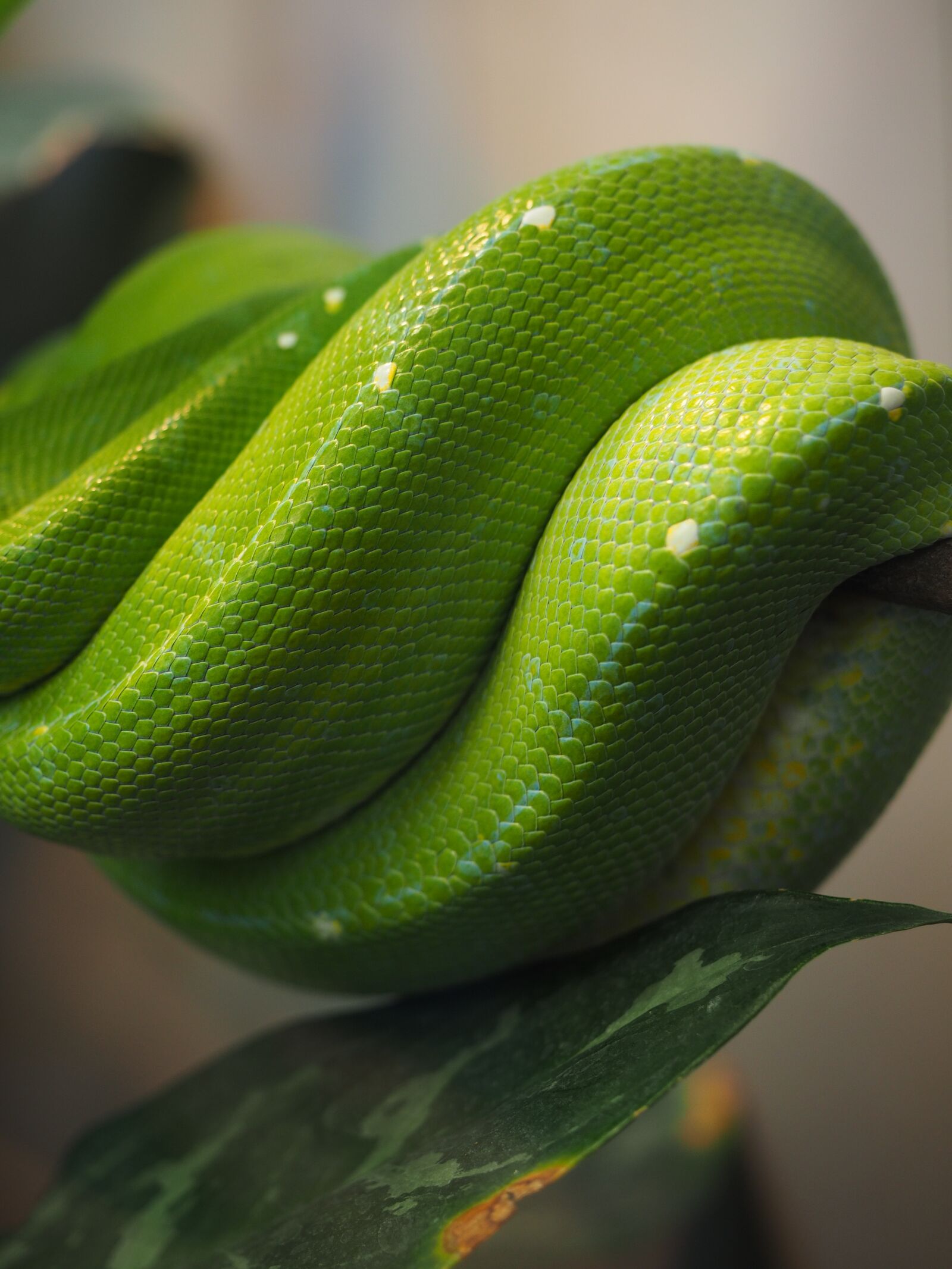 Olympus OM-D E-M1 + Olympus M.Zuiko Digital ED 12-40mm F2.8 Pro sample photo. Python, green, snake skin photography