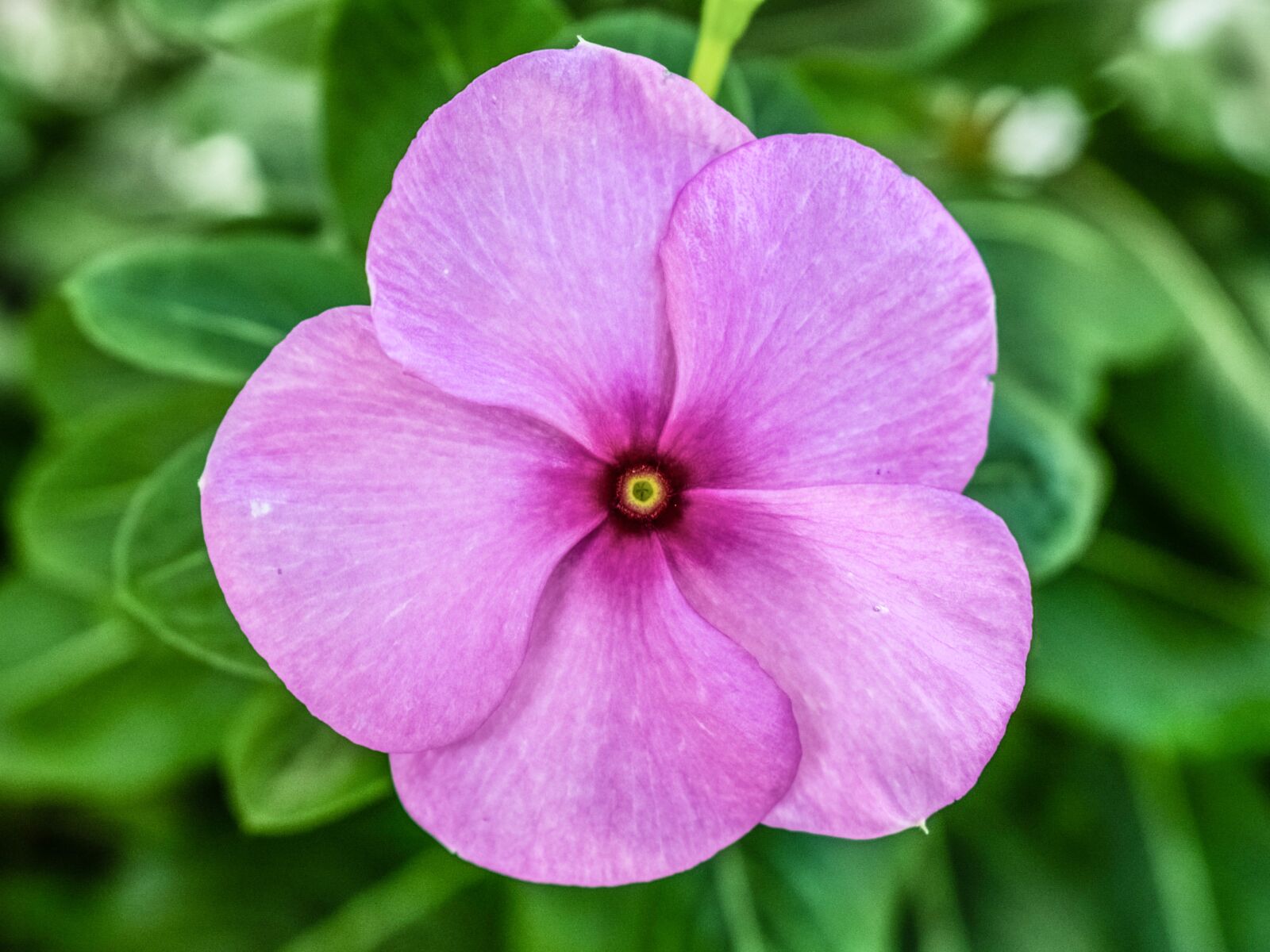 Nikon D3300 sample photo. Flower, pink, nature photography