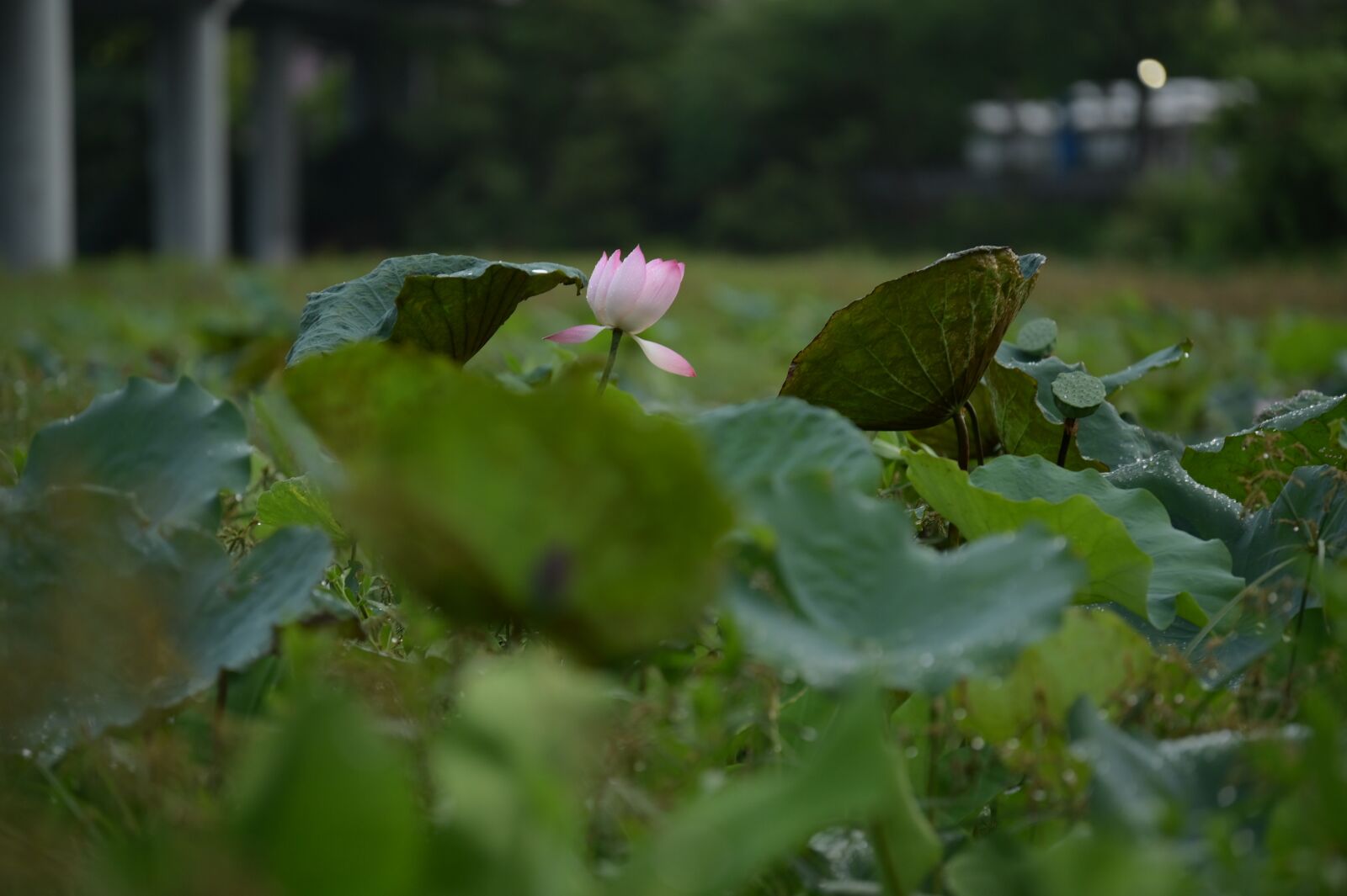 Nikon Z6 sample photo. Lotus, views, green photography