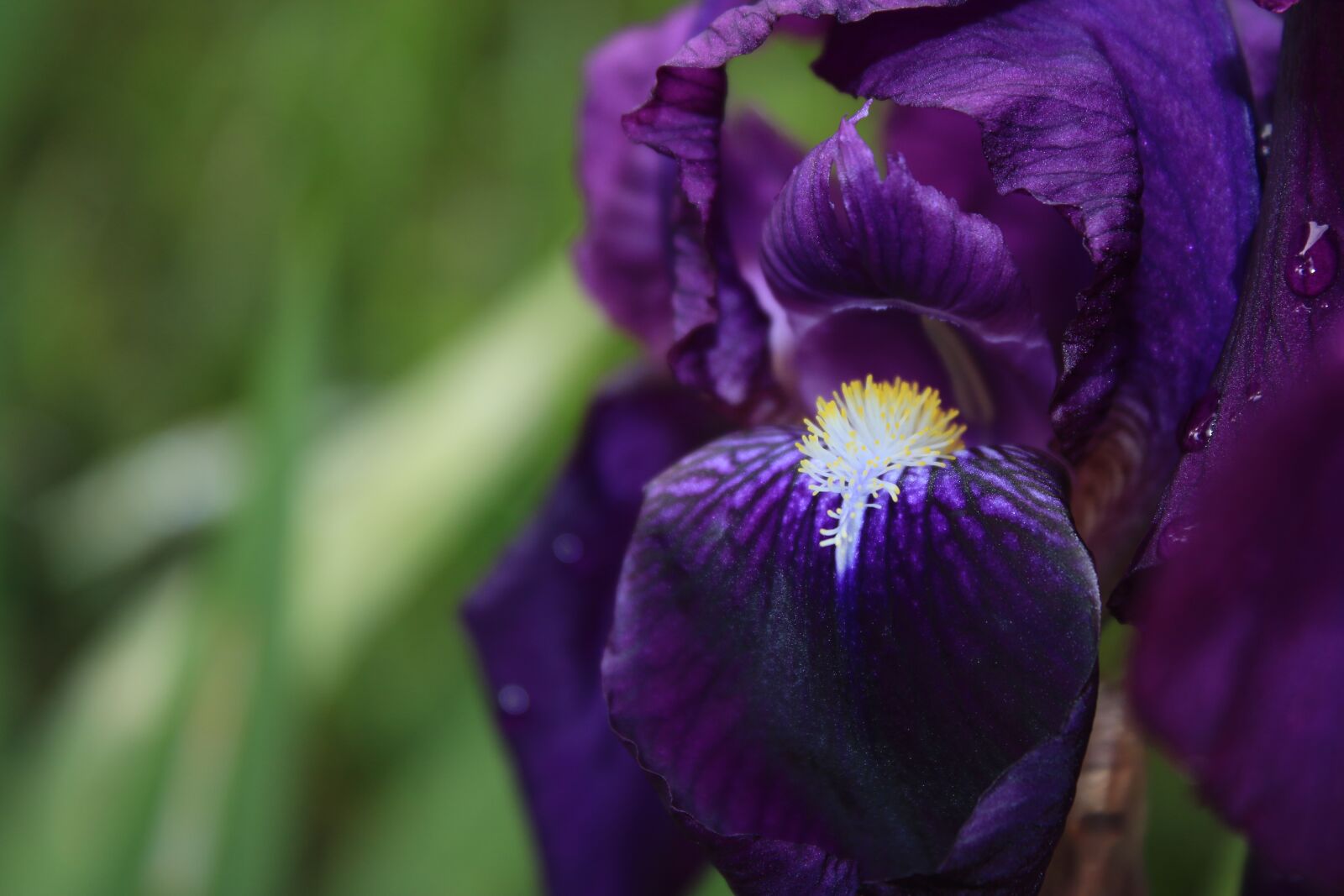 Canon EOS 70D + Canon EF-S 18-55mm F3.5-5.6 IS II sample photo. Iris, purple iris, flower photography