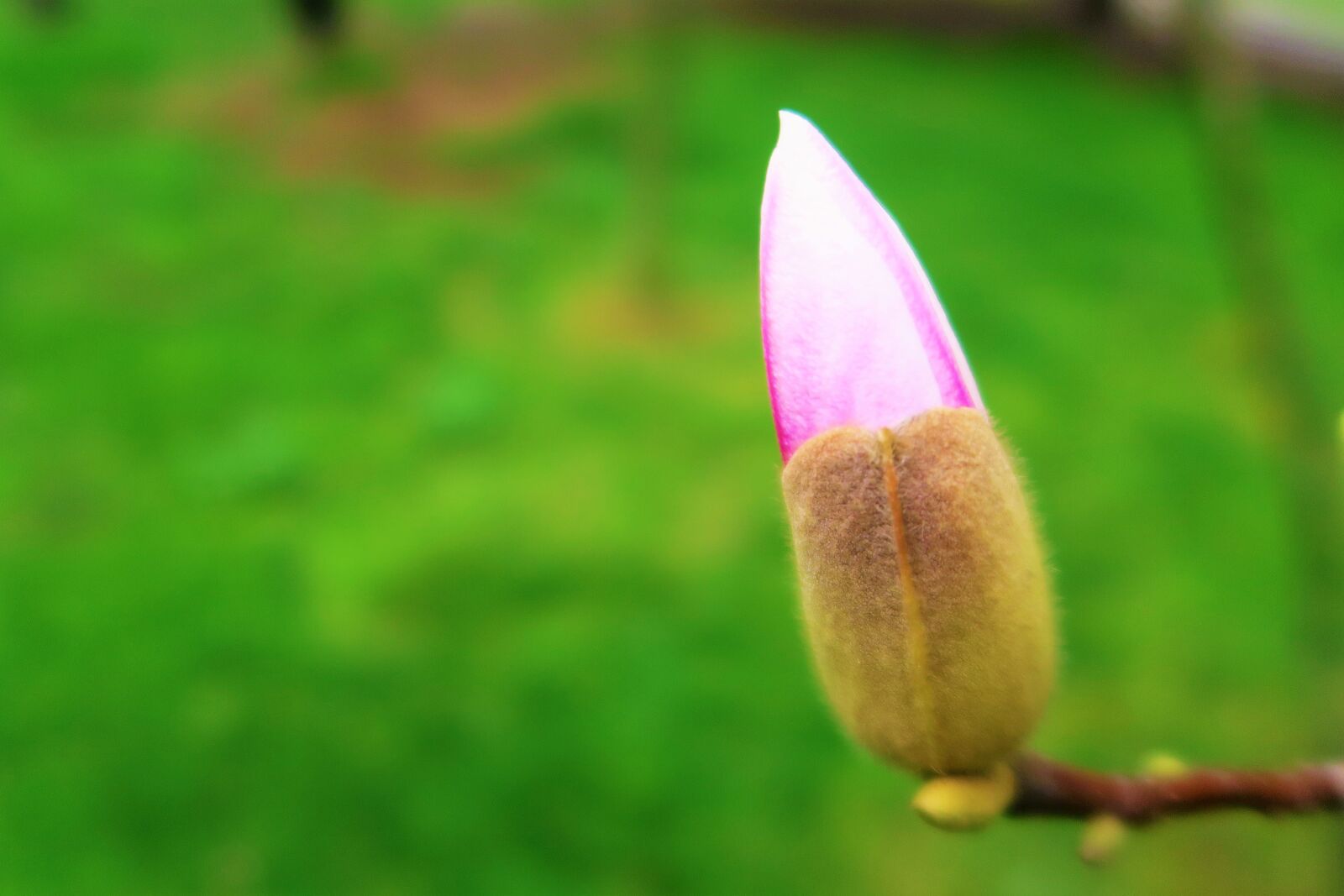 Canon PowerShot G7 X sample photo. Flower, tree, spring photography