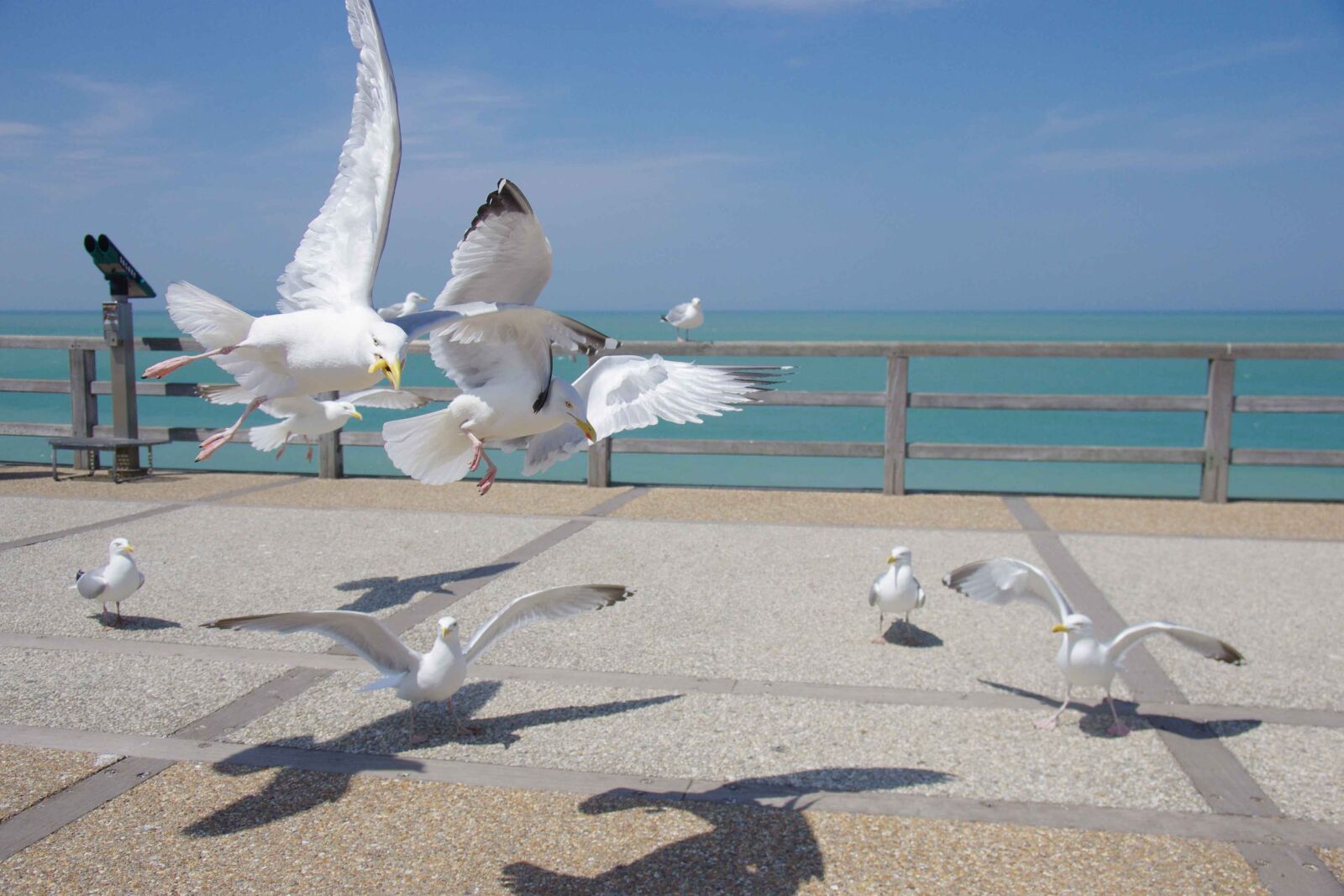 Pentax K-5 sample photo. Seagull, sea, bird photography