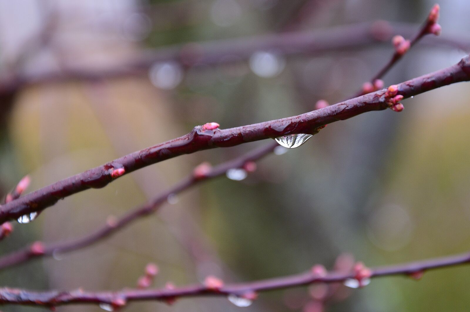 Nikon D3300 sample photo. Buds blood cherry, drop photography