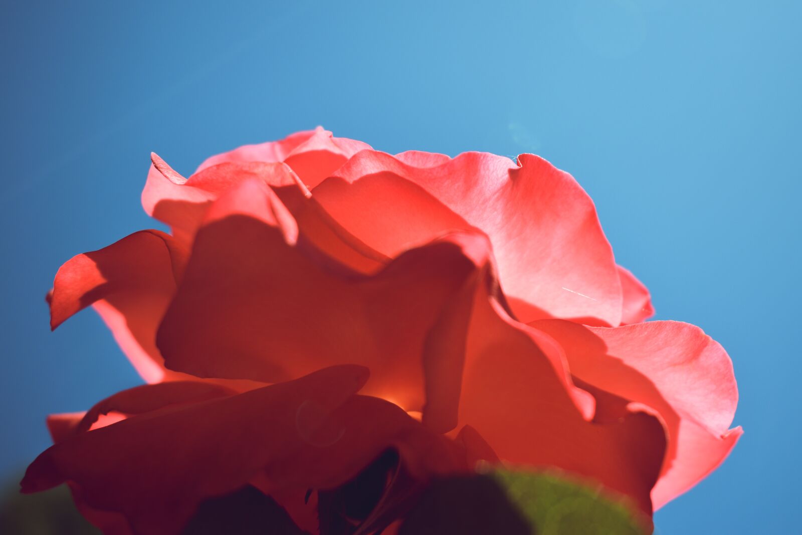 Nikon D5600 sample photo. Rose, pink, close up photography