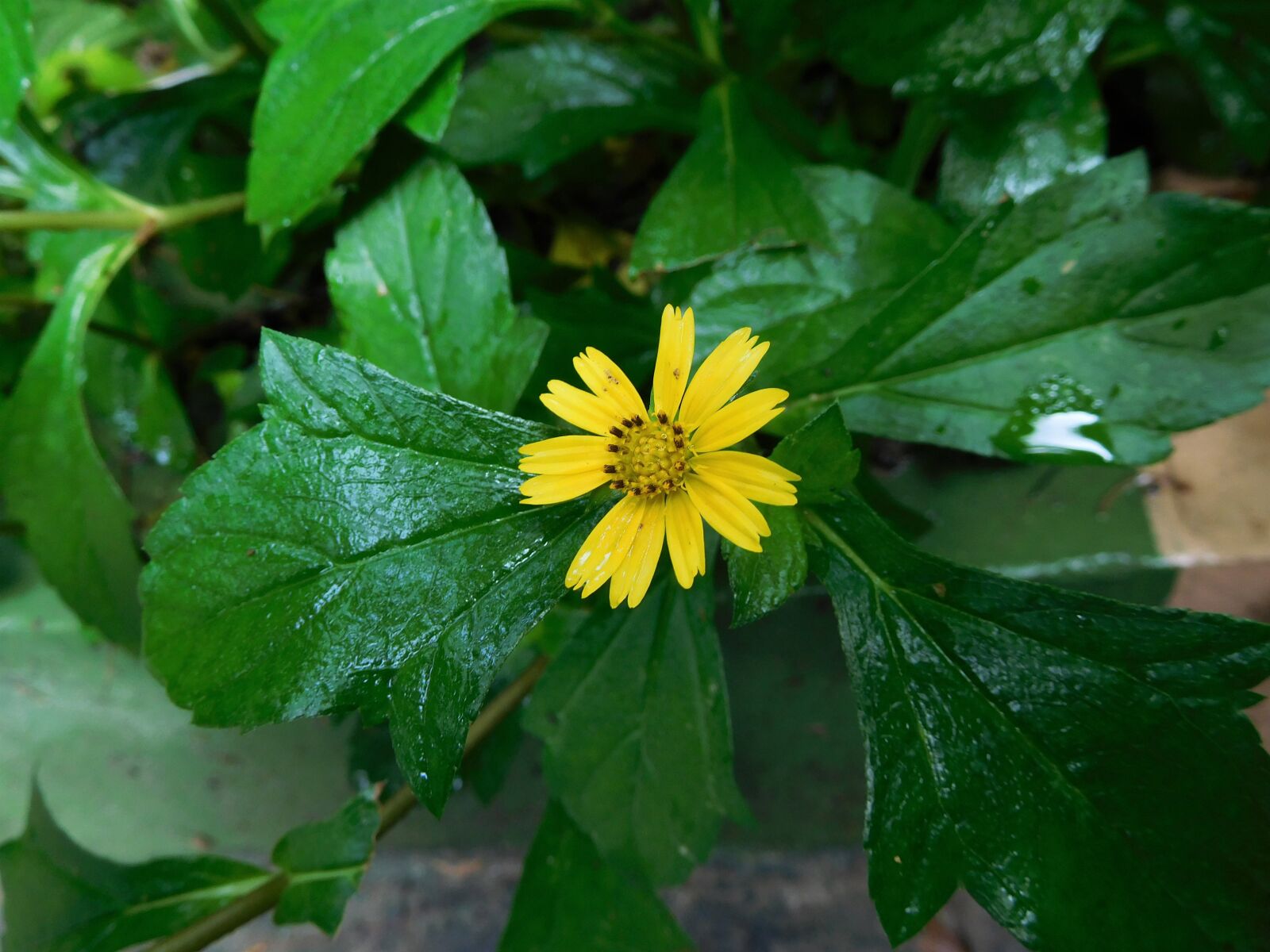 Nikon Coolpix S7000 sample photo. Sun flower, yellow, flower photography