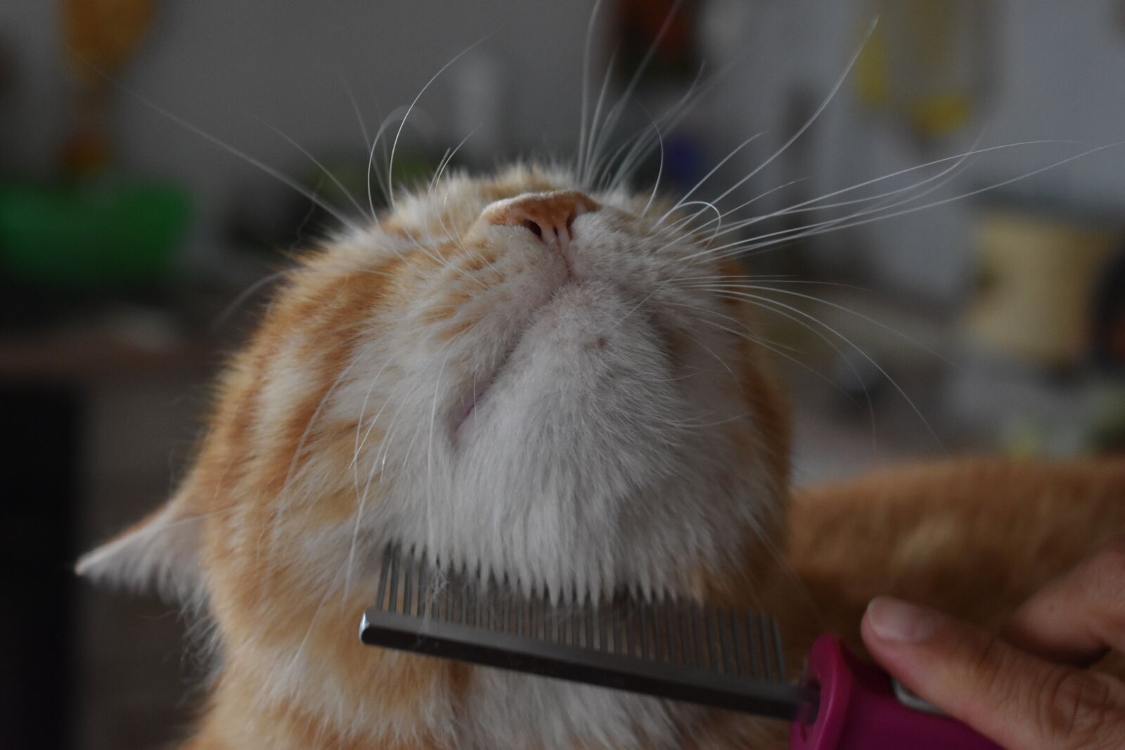 Nikon D3400 sample photo. Cat, comb, carding photography