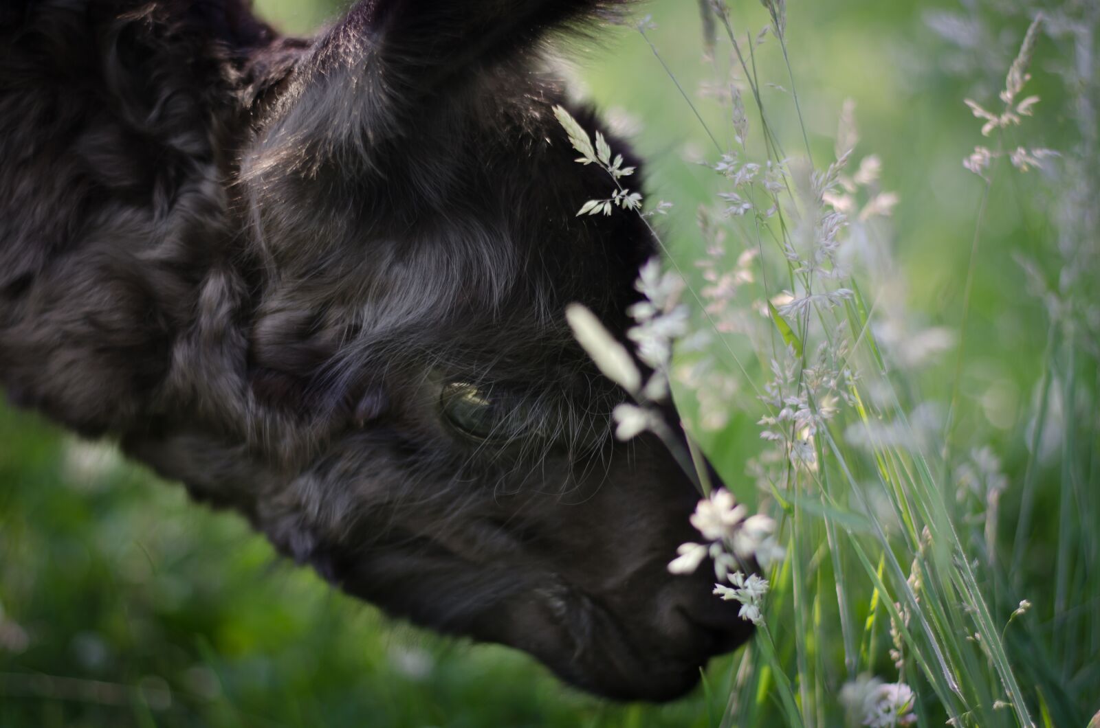 Nikon D7000 sample photo. Llama, cria, animal photography