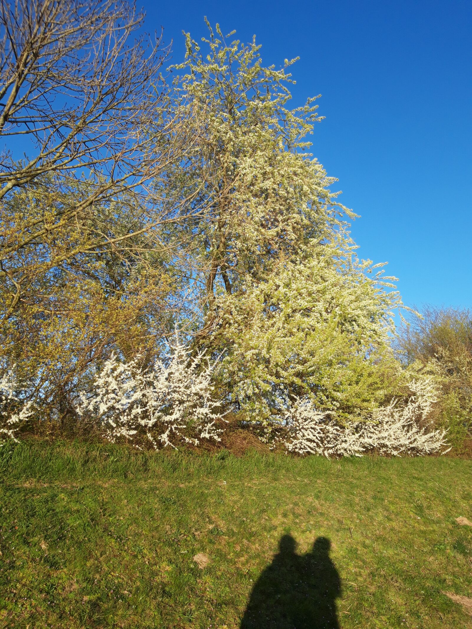 Samsung Galaxy A6 sample photo. Zweisam, spring, love photography