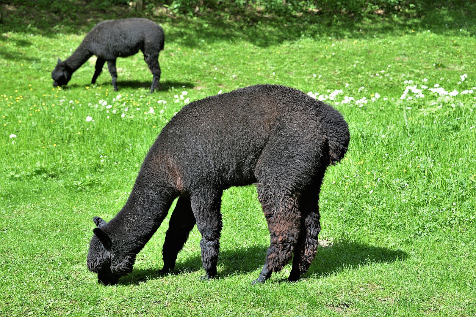 Nikon D610 sample photo. Alpacas, grazing, black photography