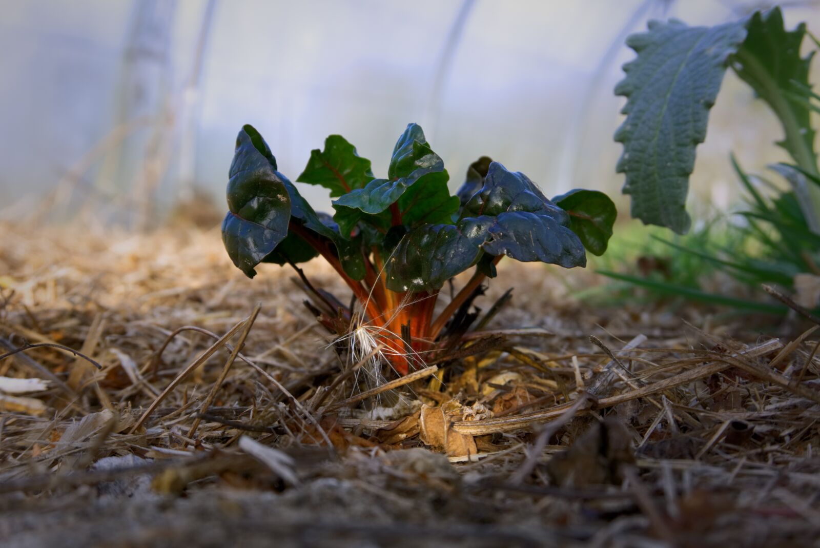 Sony a6000 sample photo. Plant, vegetable, chard photography