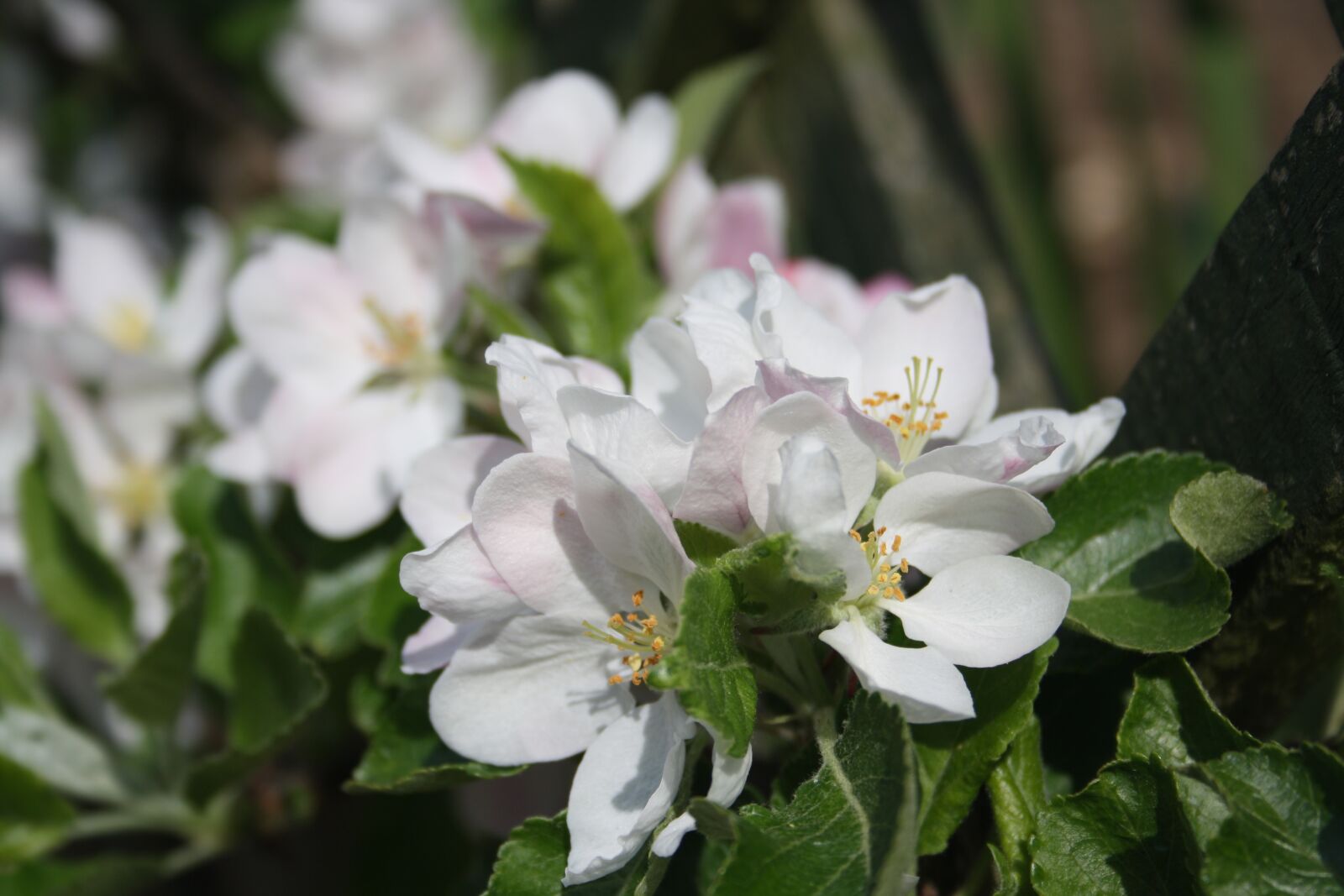 Canon EOS 1000D (EOS Digital Rebel XS / EOS Kiss F) sample photo. Blossom, apple, spring photography