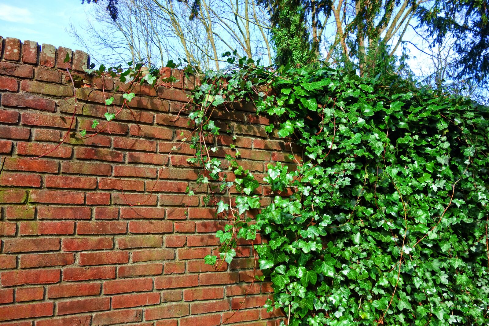 Sony Cyber-shot DSC-RX100 sample photo. Brick wall, wall, ivy photography