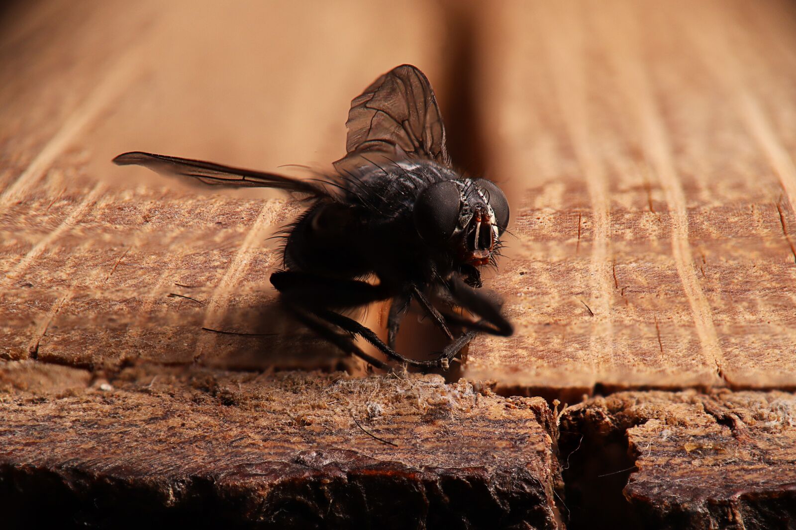 Canon EOS M50 (EOS Kiss M) sample photo. Fly, common housefly, nature photography