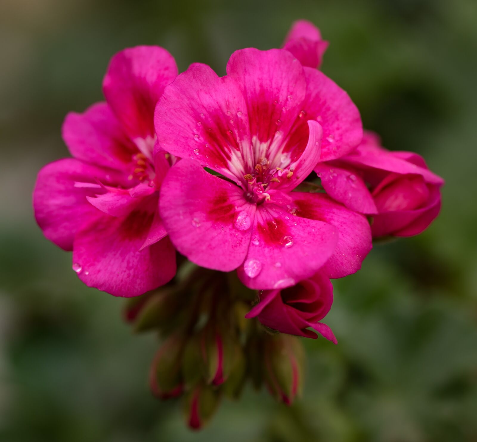 Nikon D750 sample photo. Geranium, pink, petals photography