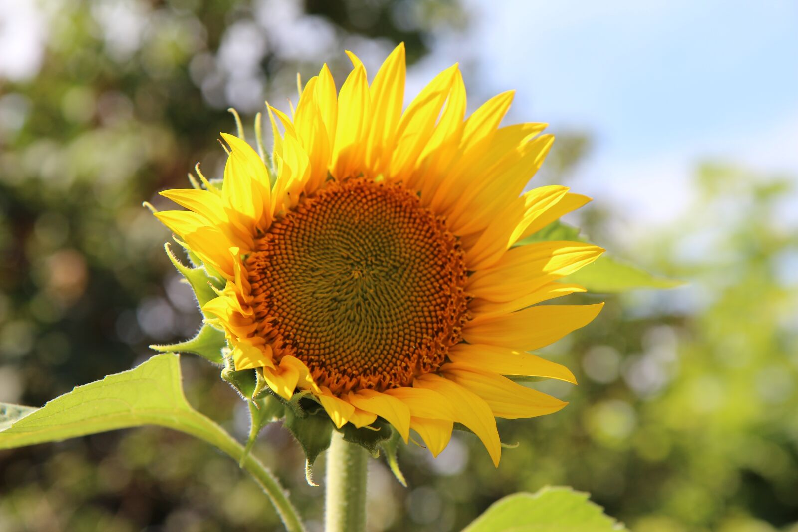 Canon EOS 600D (Rebel EOS T3i / EOS Kiss X5) sample photo. Sunflower, flower sun, flower photography