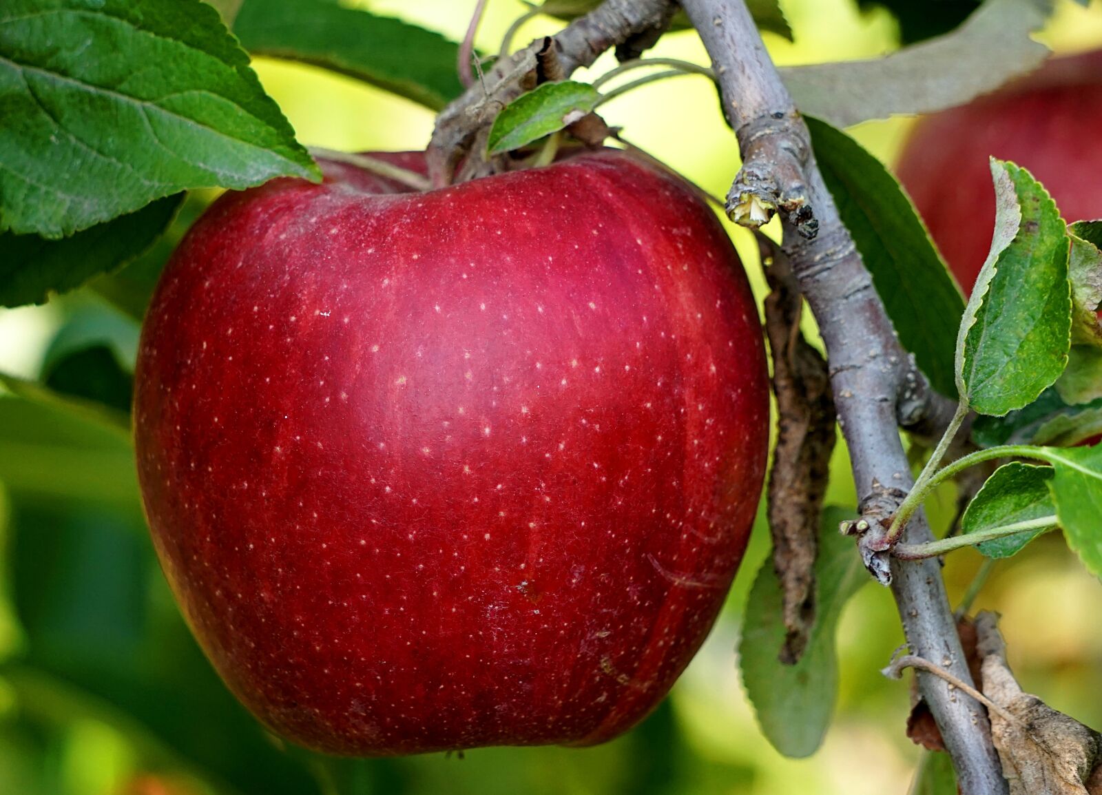 Sony Alpha a5000 (ILCE 5000) + Sony E 55-210mm F4.5-6.3 OSS sample photo. Apple, red, ripe photography