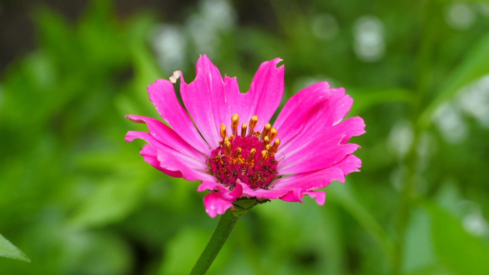 Panasonic Lumix DMC-FZ1000 sample photo. Flower, zinnia, garden photography