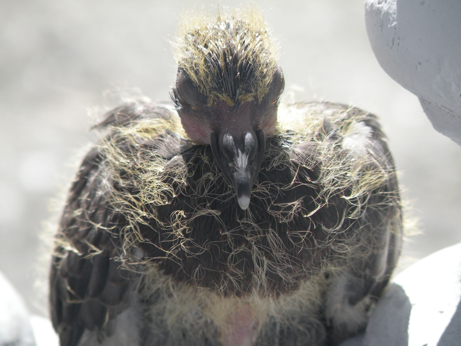 Nikon Coolpix P80 sample photo. Bird, close, up, pigeon photography
