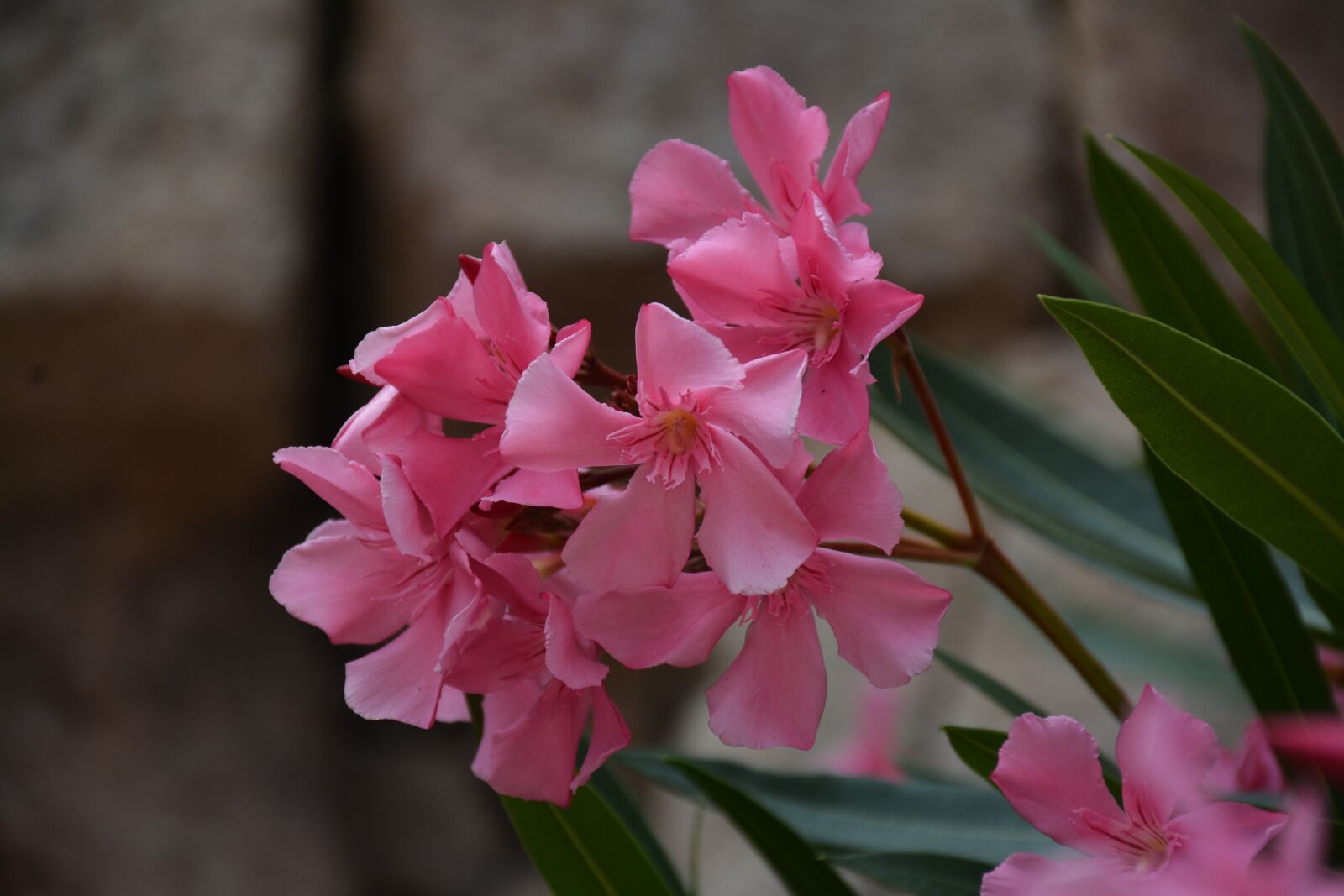 Nikon D7100 sample photo. Nerium oleander, pink, flower photography